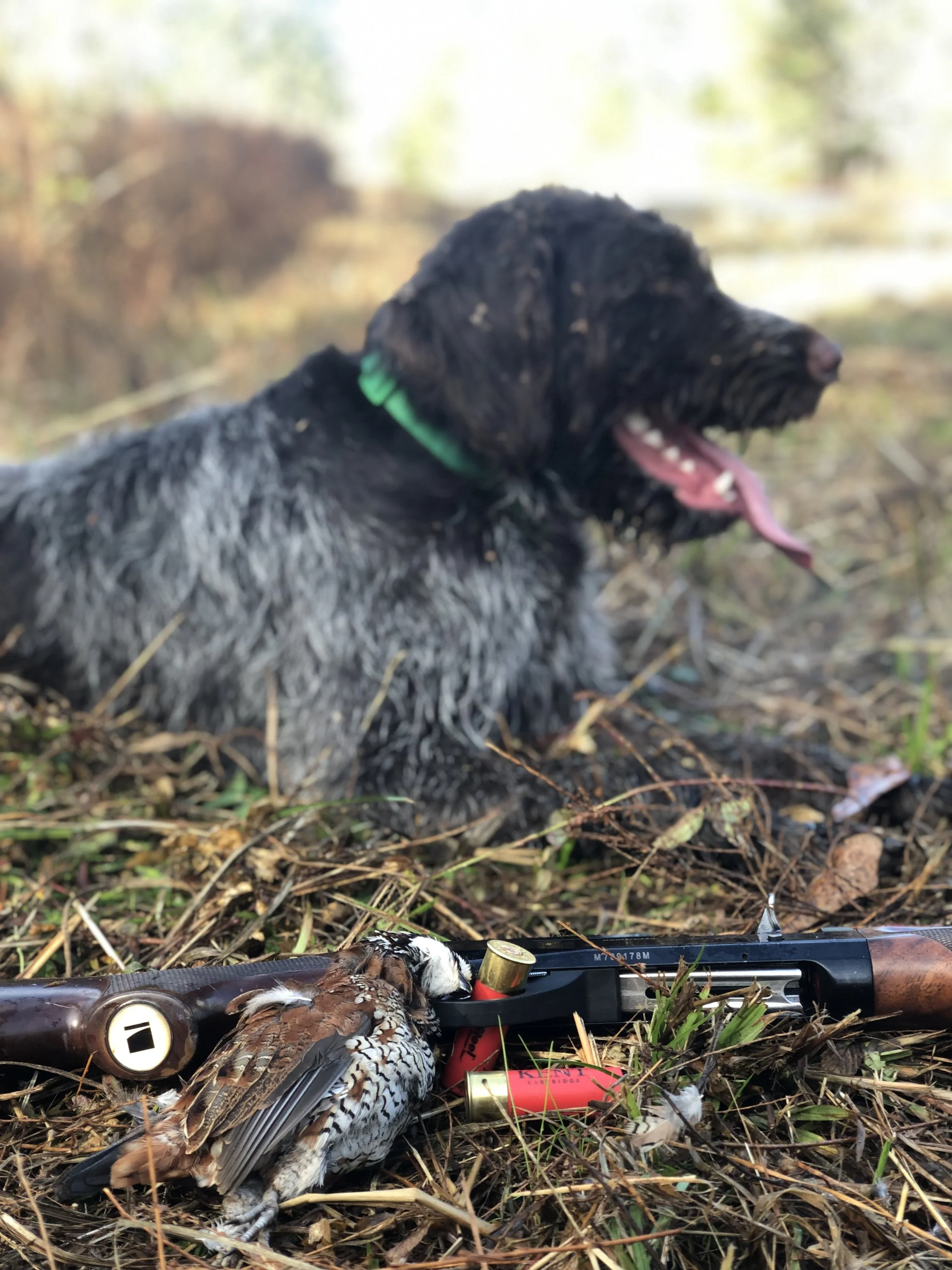 12/22/2018 My Very First Wild Mississippi Quail Harvest