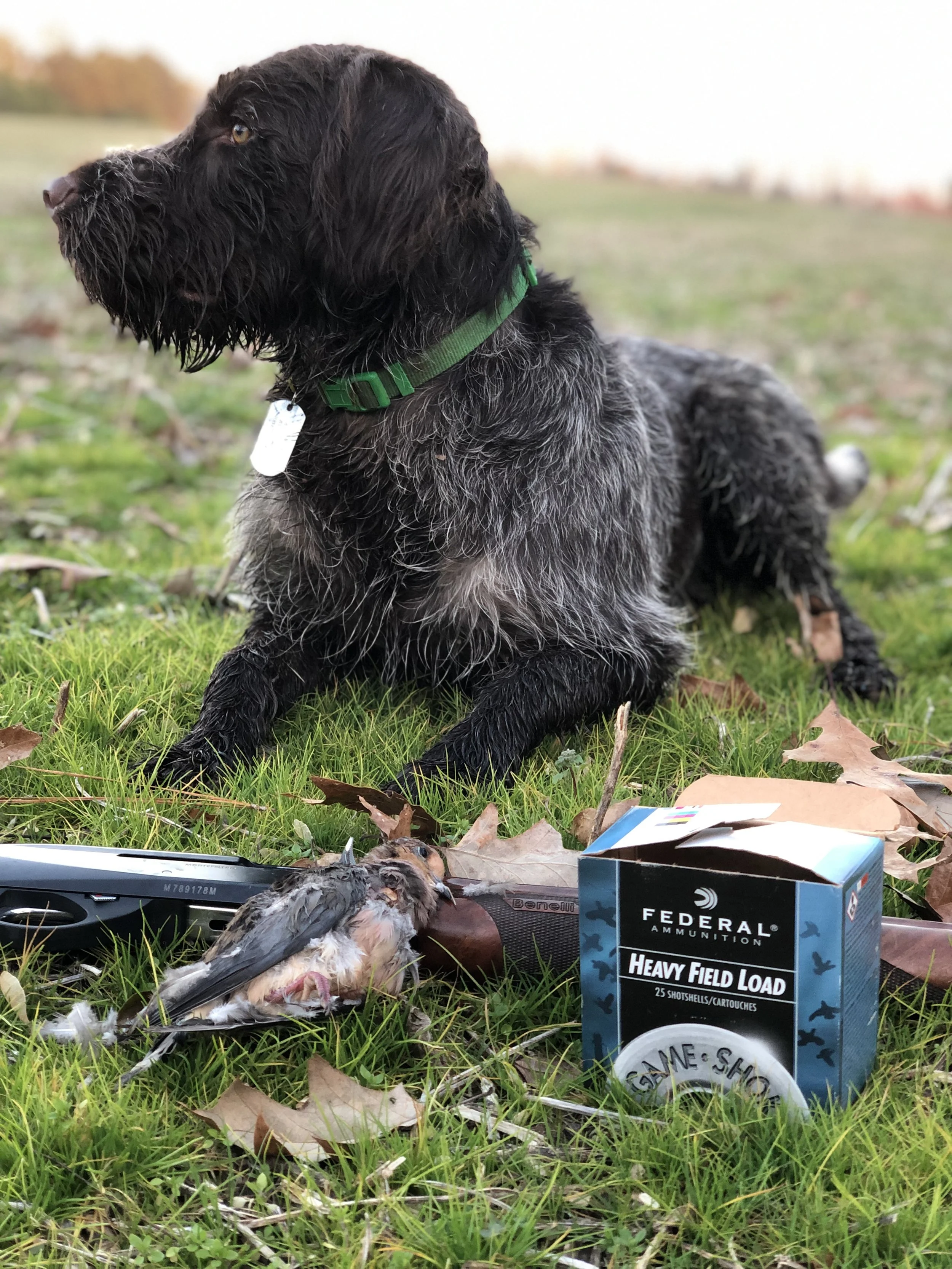 12/23/2018 Shooting a dove snack at Hell Creek