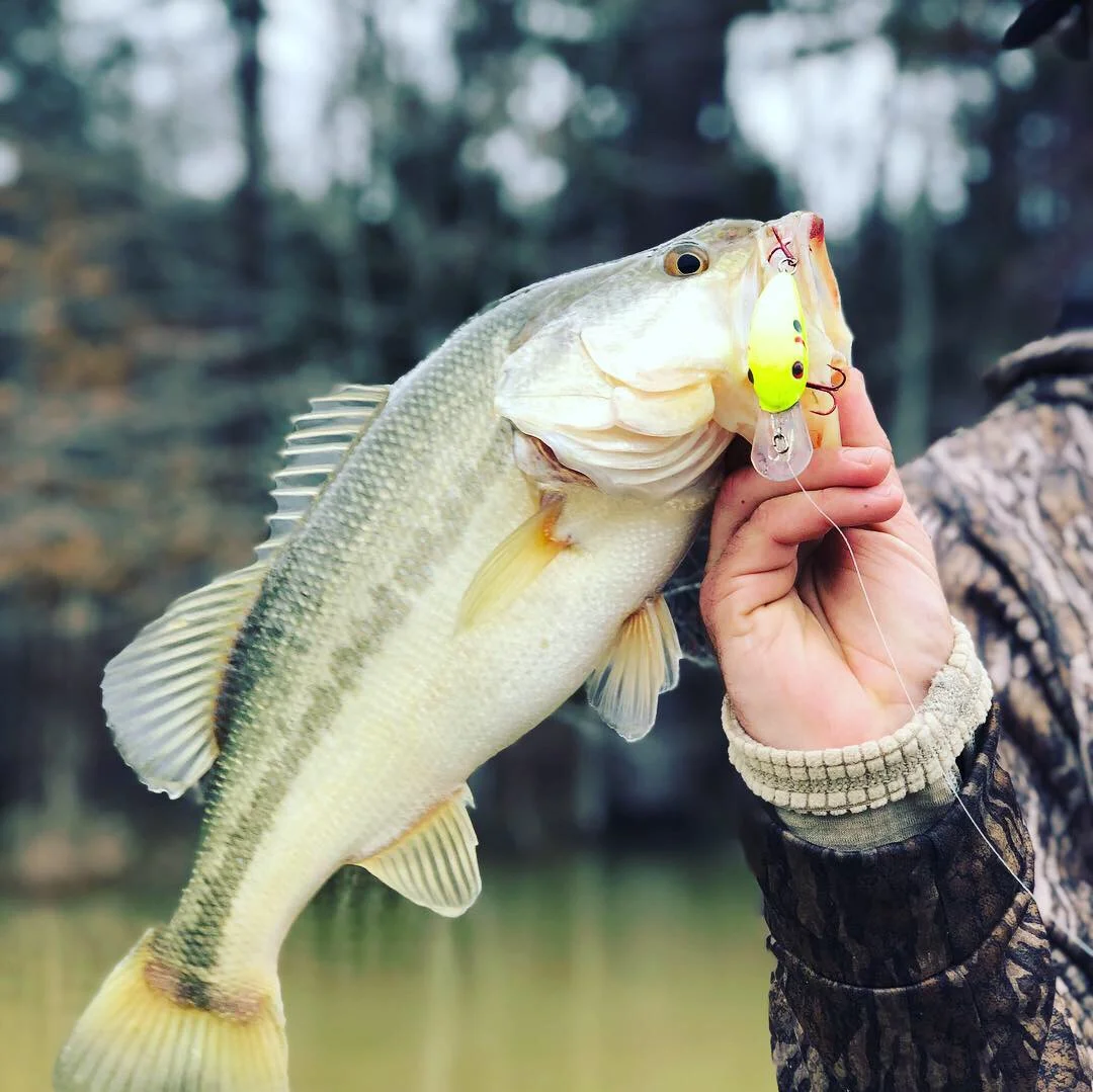 Tactics for February Largemouths