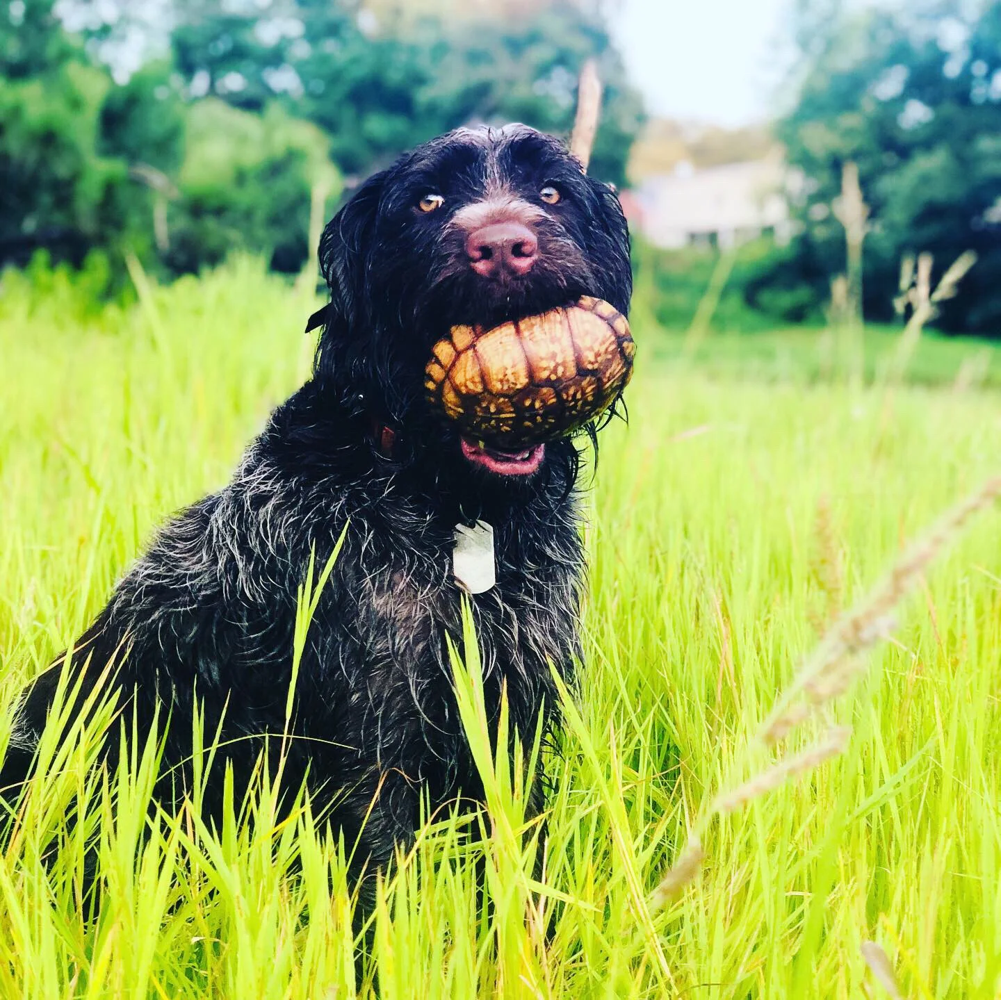 7/7/2019 The Dog is Turtling and two bass behind my mother-in-laws