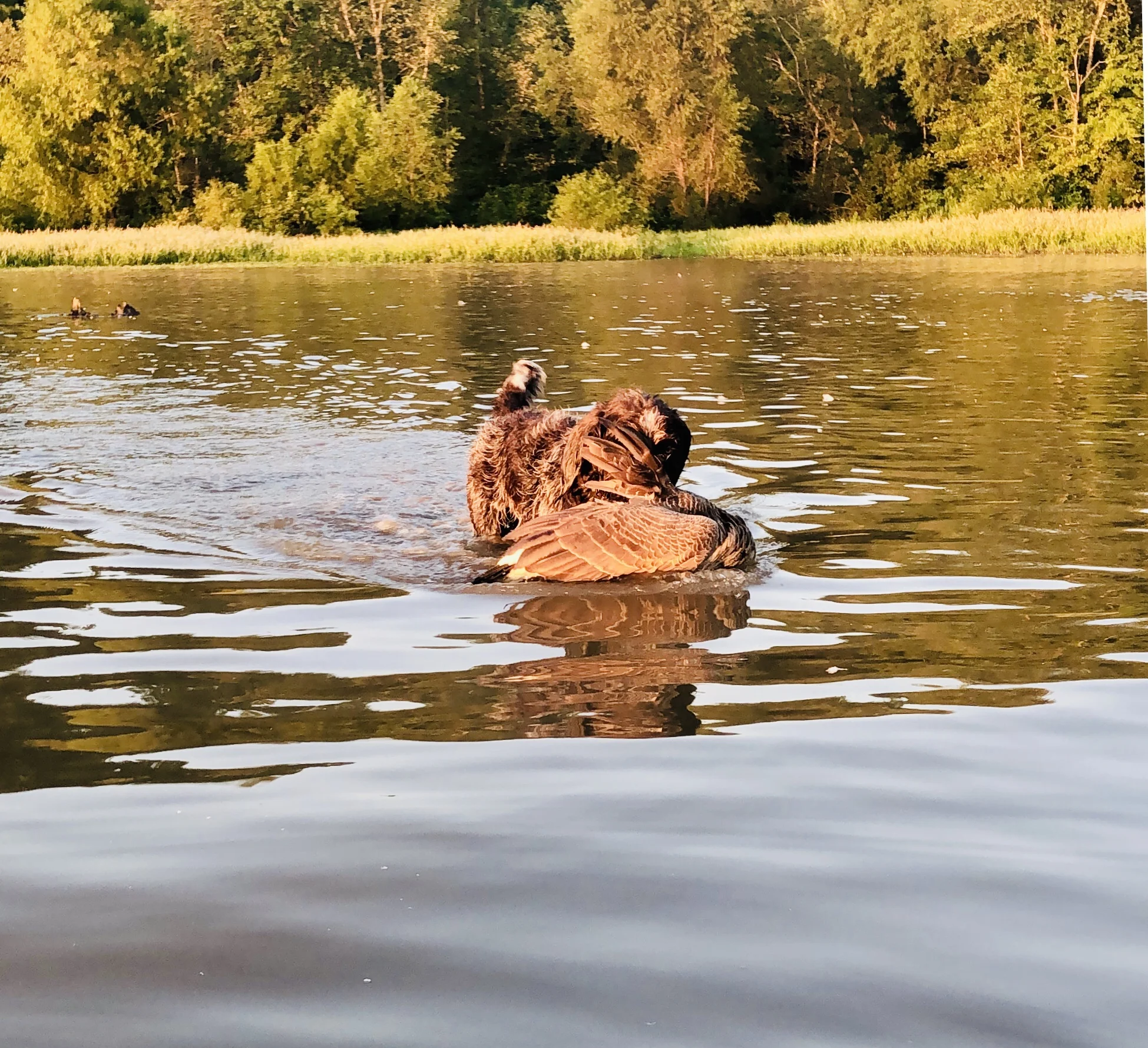 9/1/2019 First Mississippi Goose at Puskus