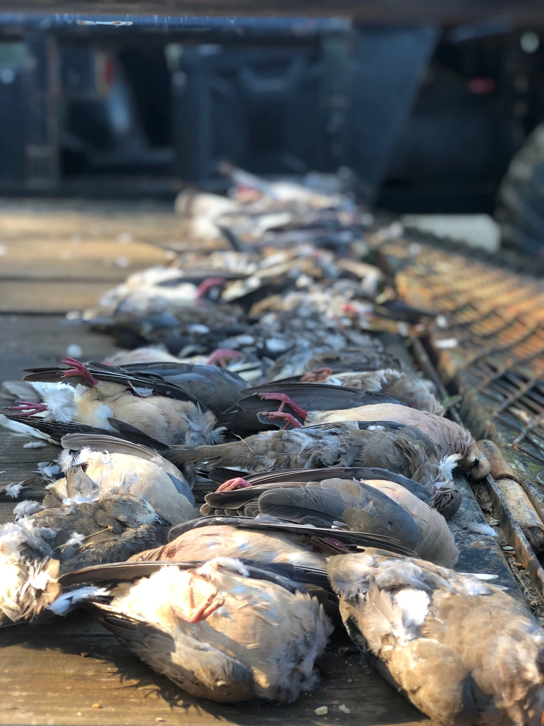 9/2/2019 The Two-Part Charles Brunetti Special