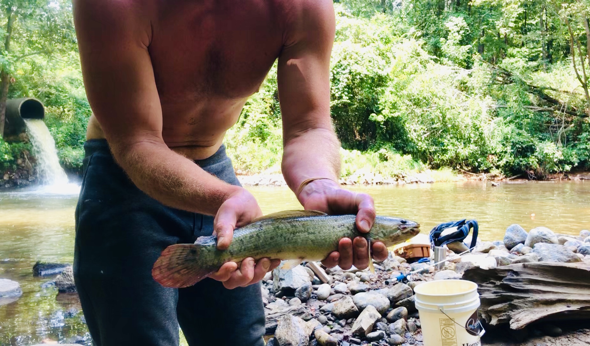 8/6/2019 Small Bowfin on Goldfish before the Fair