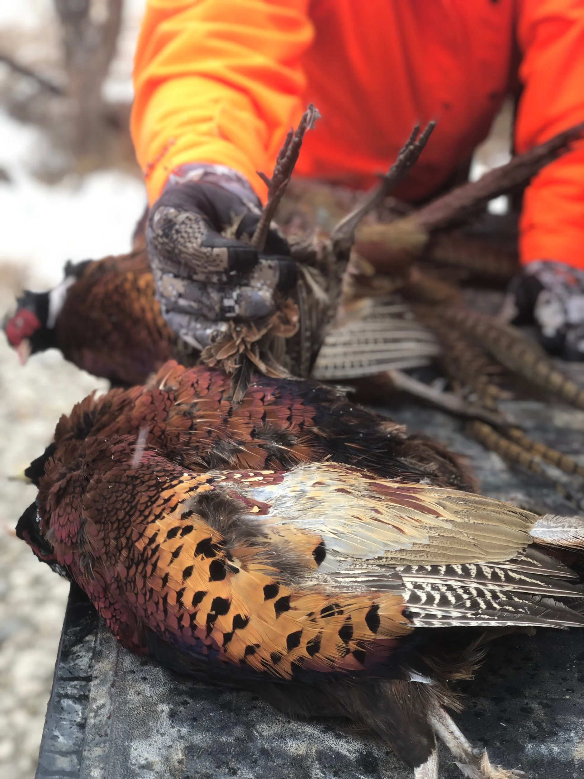 11/8/2019 Iowa Wild Pheasant Hunt 2019