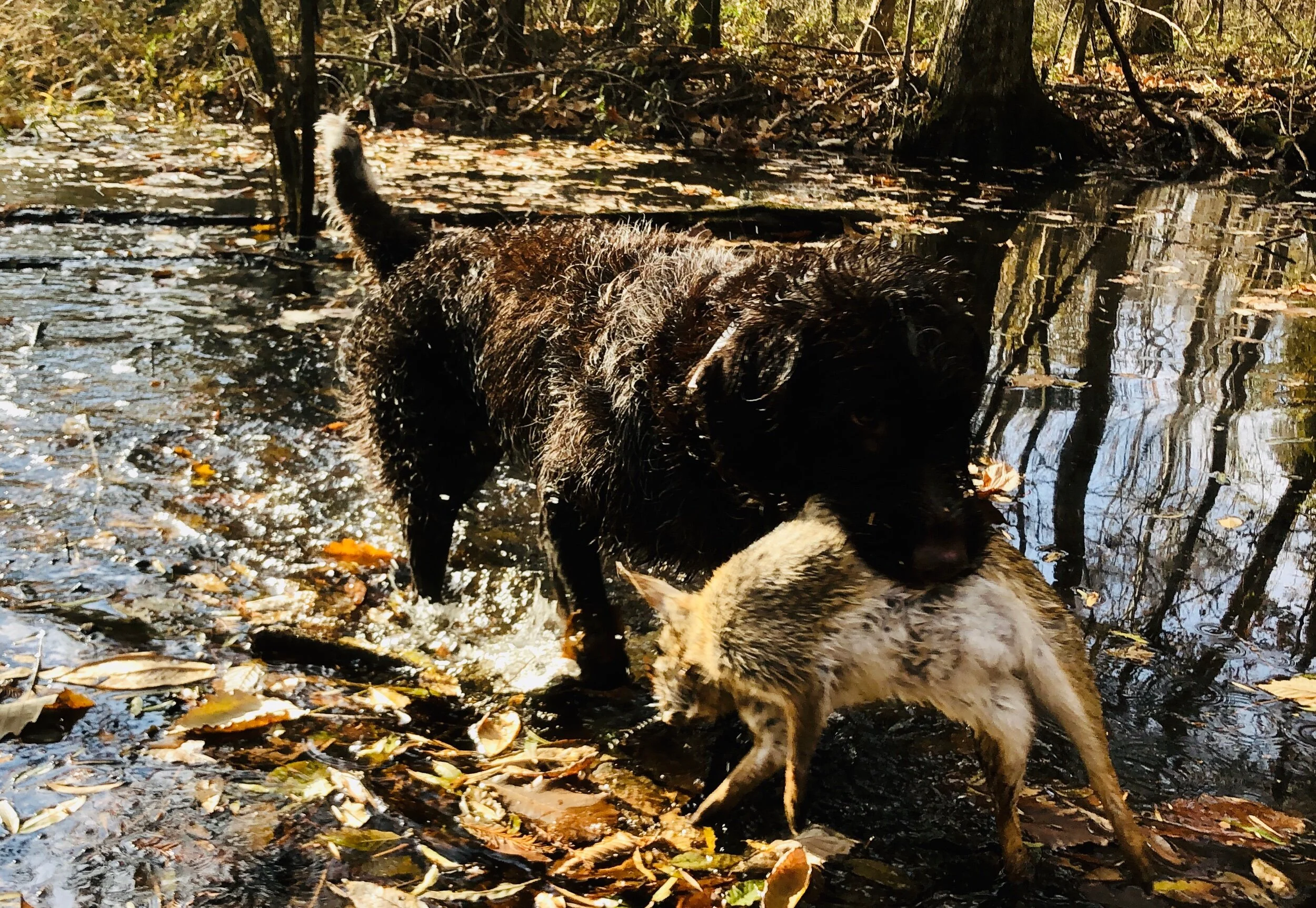 11/18/19 Tennessee Wild Quail Hunt For Swamp Rabbits