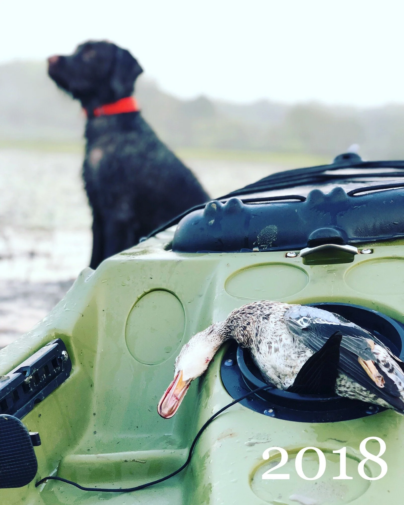 9/23/2018 My First Early Teal Ever (and on public land!) Upper Sardis WMA