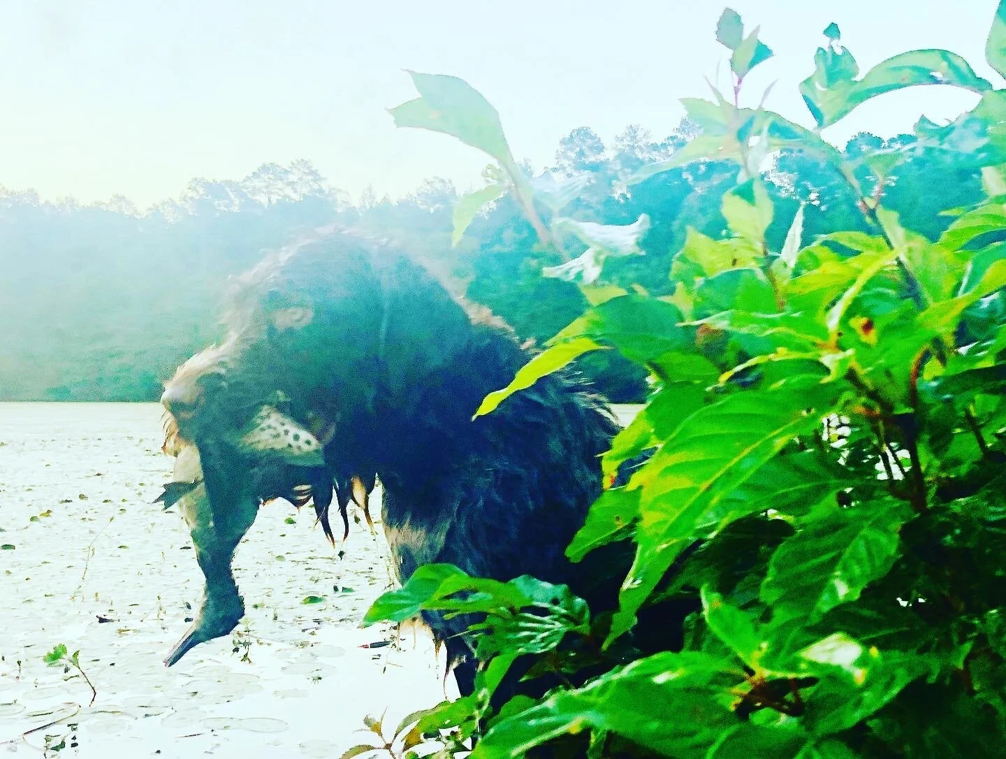 9/14/2020 Third Annual Mississippi Early Teal From Kayak Hunt on Public Land