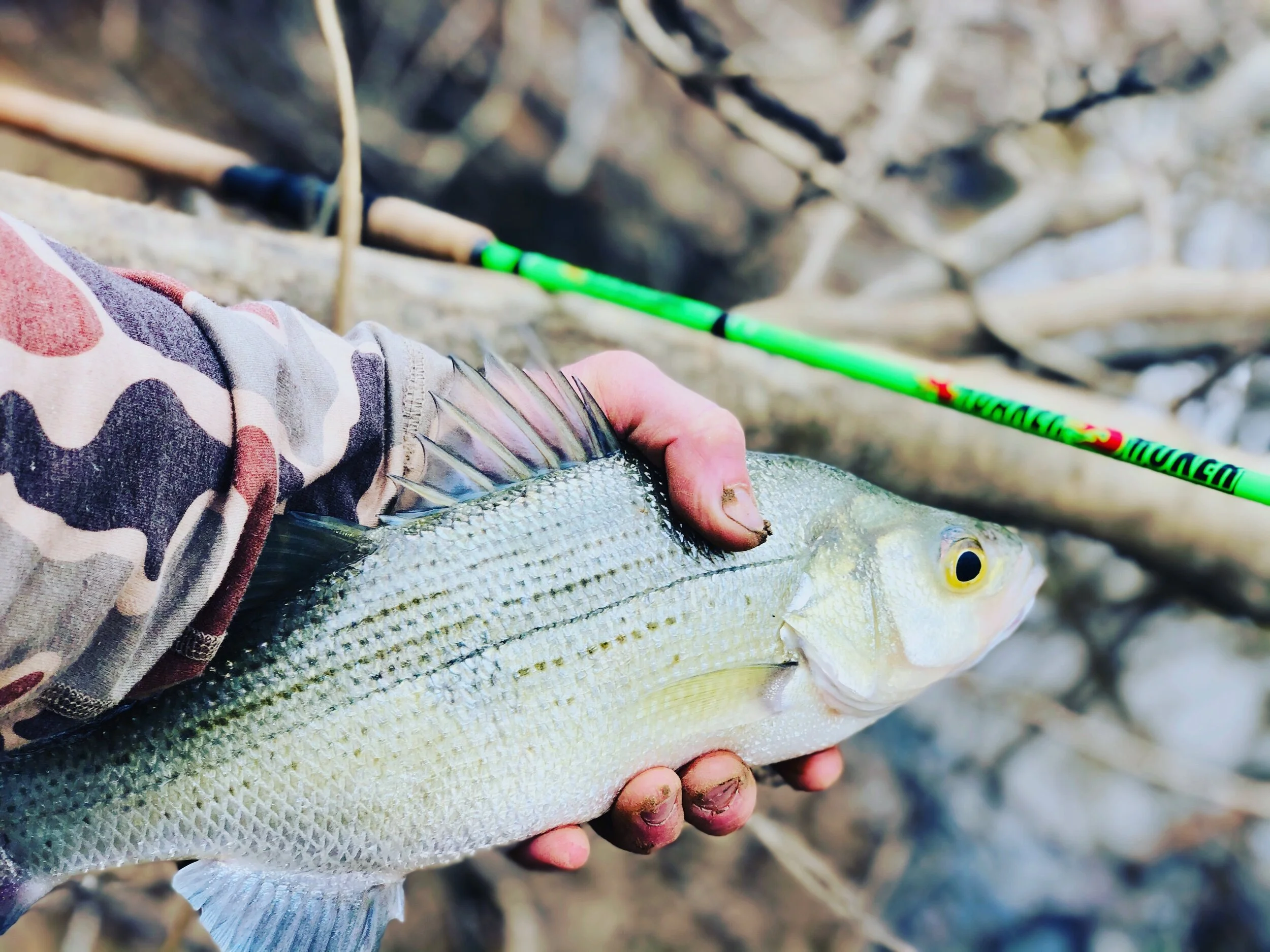 3/23/2021 White Bass From the Bank on the Little Tallahatchie