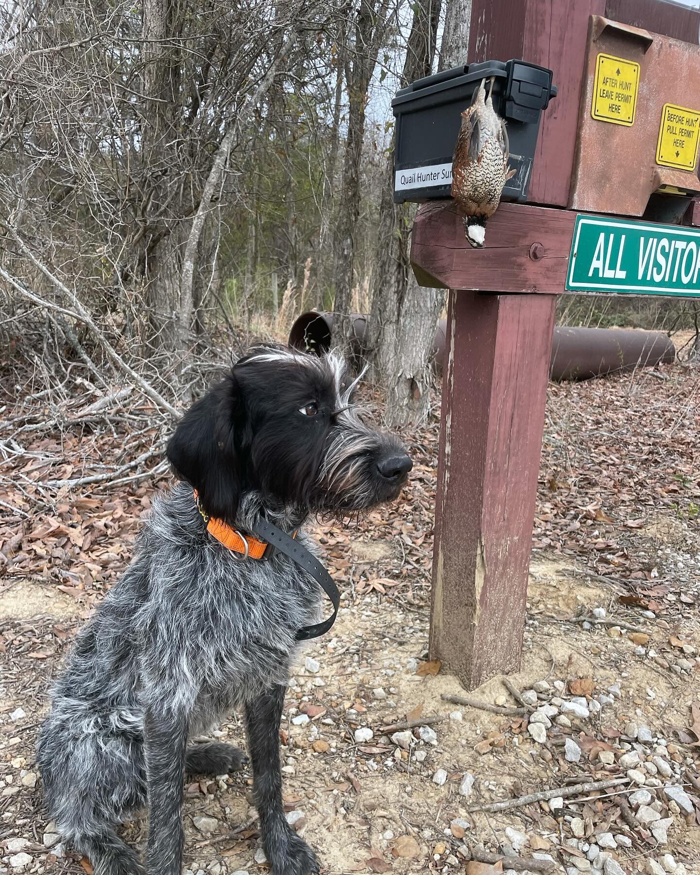 This is the third MS WMA we&rsquo;ve found quail enough to hunt and by despite looking like it was designed by Bob &amp; White Co. themselves proved immensely challenging to get a dog on point. But we did. And for the second time (only after @truvy_t