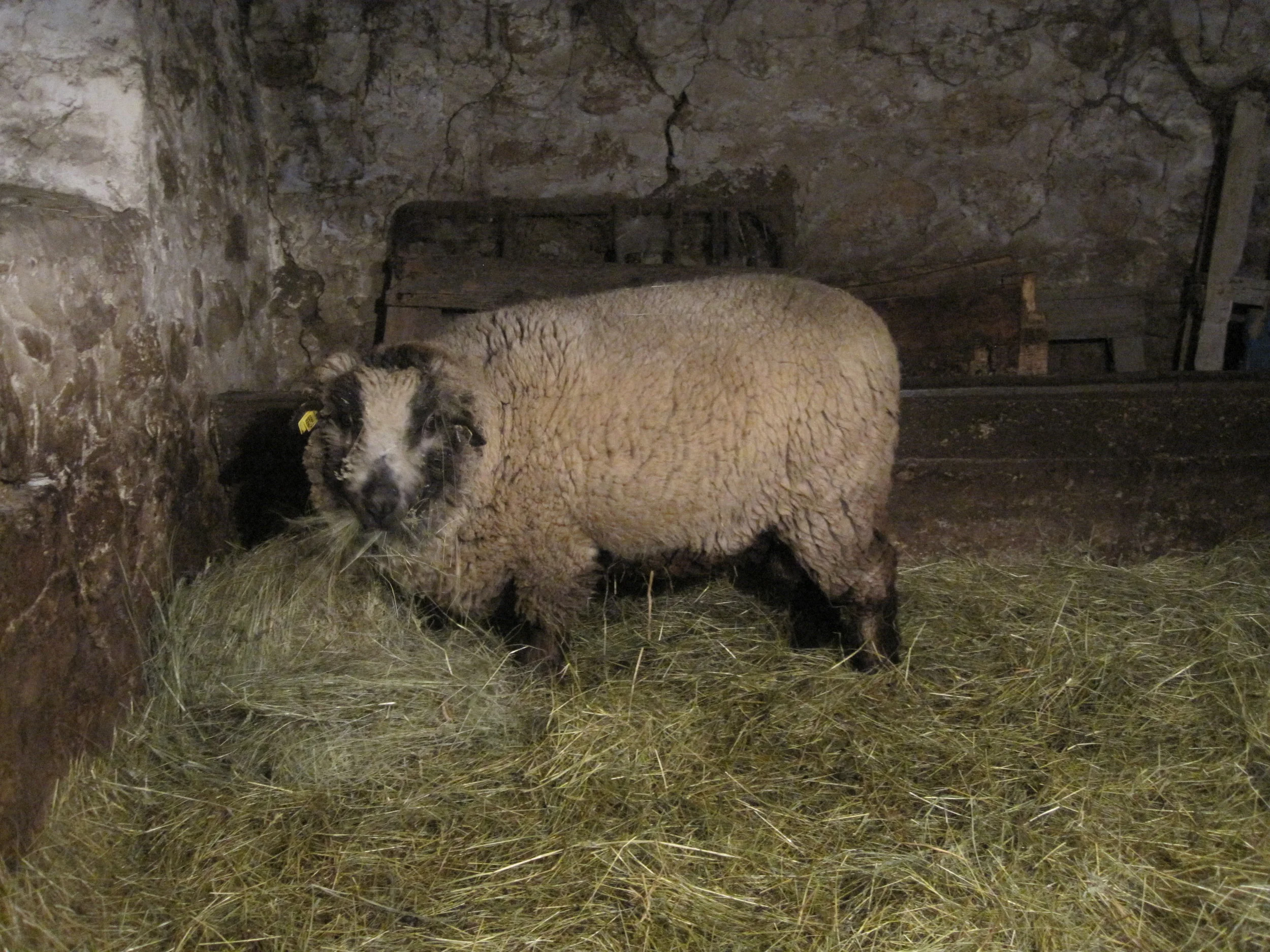 Rolo, my beautiful, but sometimes overly excited ram.