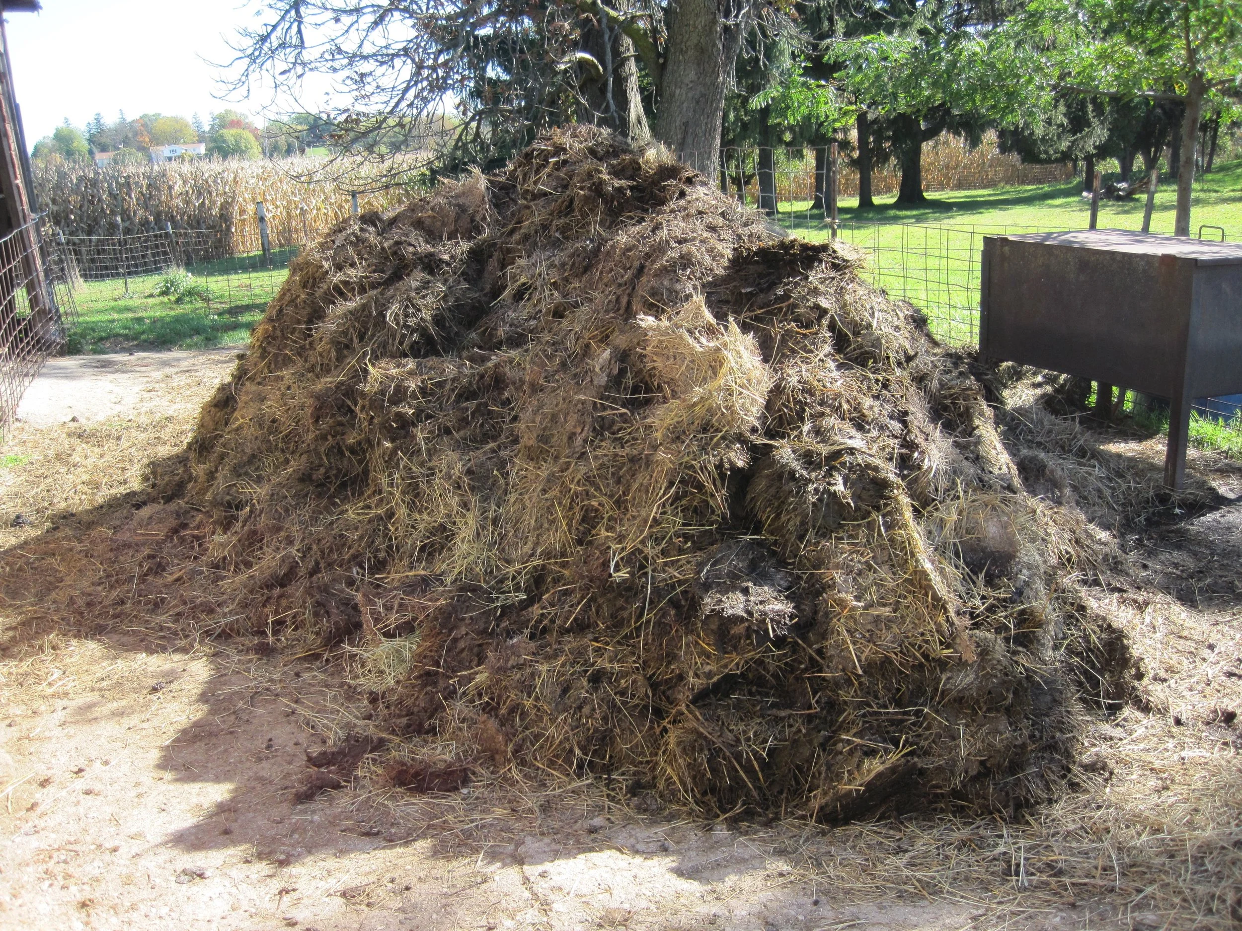 One forkful at a time, we pitched this pile of manure out of the sheep shed.