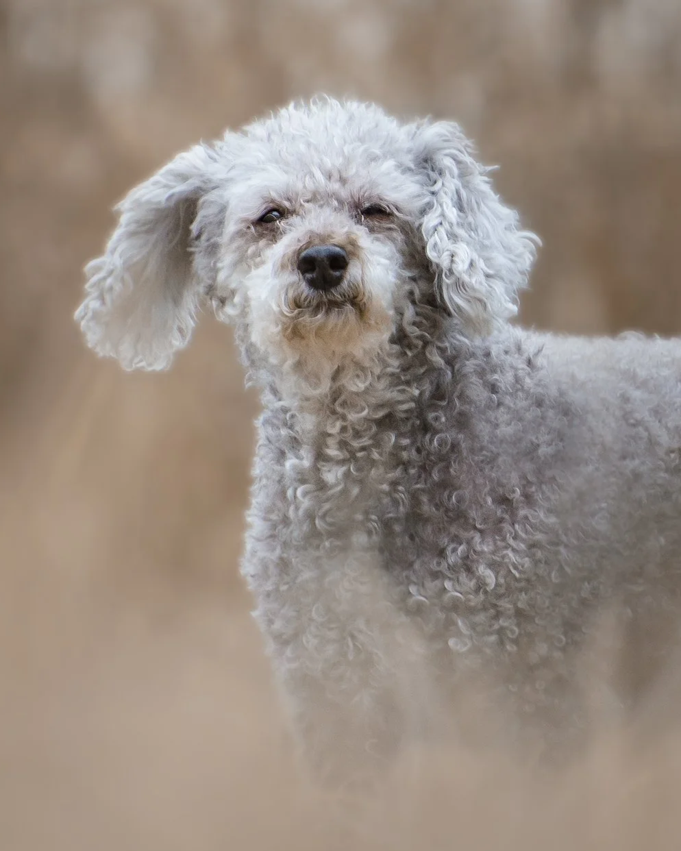 A senior grey miniature poodle in a field of tall warm-toned grasses, in Guelph, Ontario.