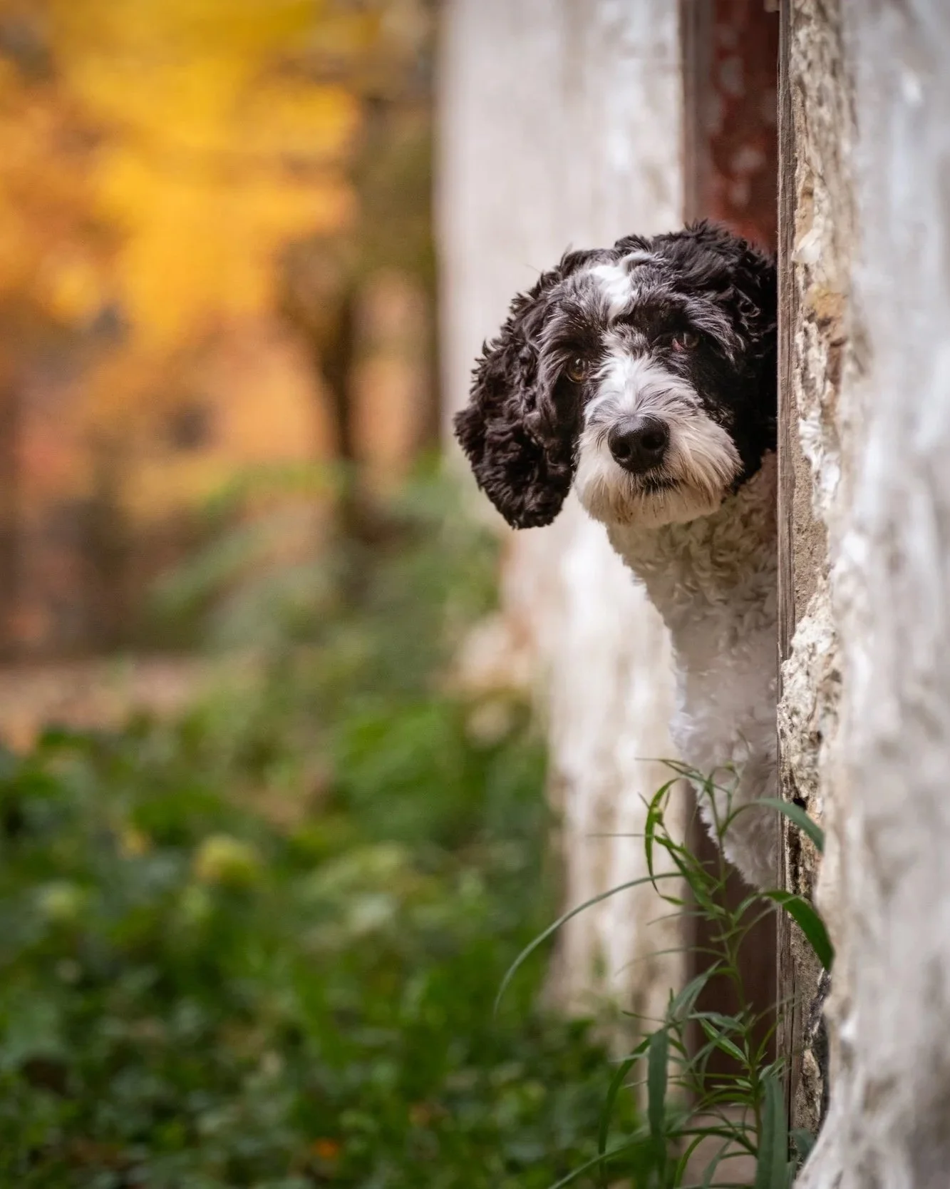 A black and white doodle mix dog peeking her head out from the doorway of a white barn, in Halton Hills, Ontario.