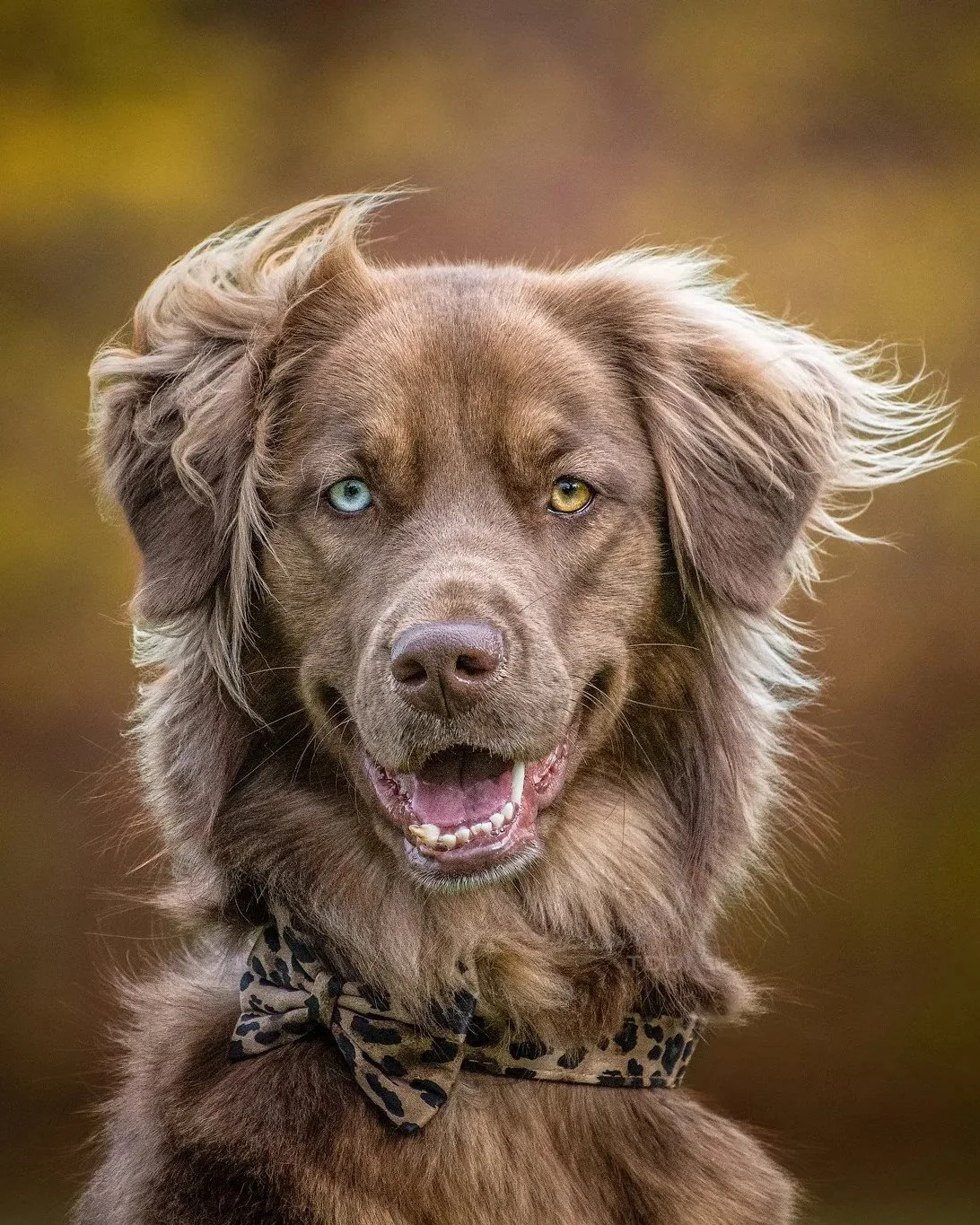 A light brown mixed breed rescue dog smiling while her fur blows in the wind, in Caledon, Ontario.