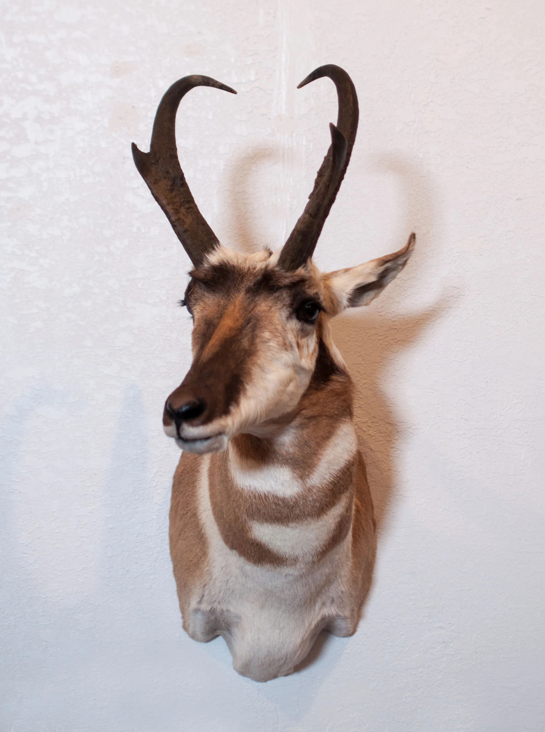 Antelopefront.jpg
