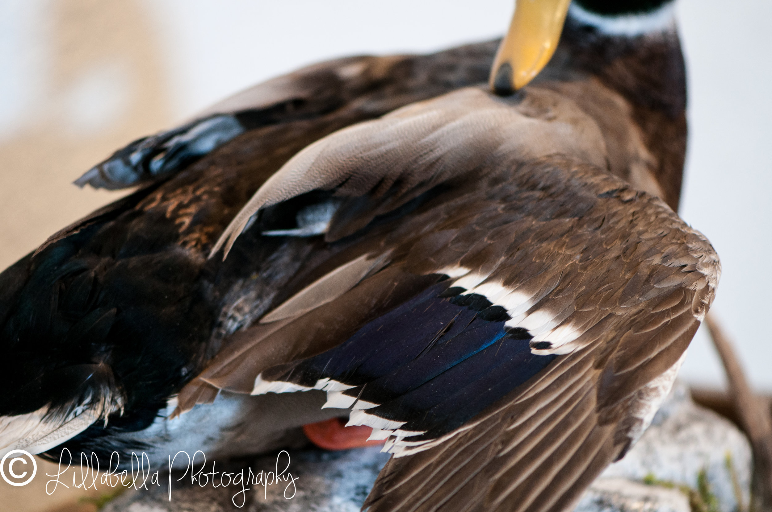 d56fe2_2026e78e93834aad9c9b9c4dc51afed4.jpg
