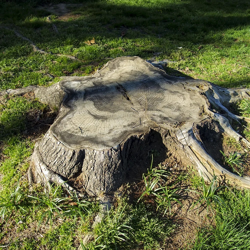 Stump Removal
