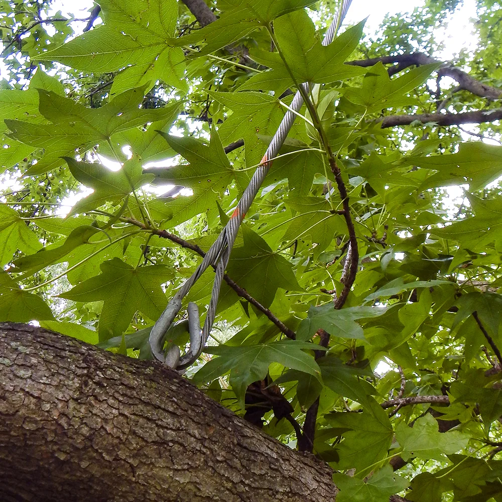 Historic Tree Bracing