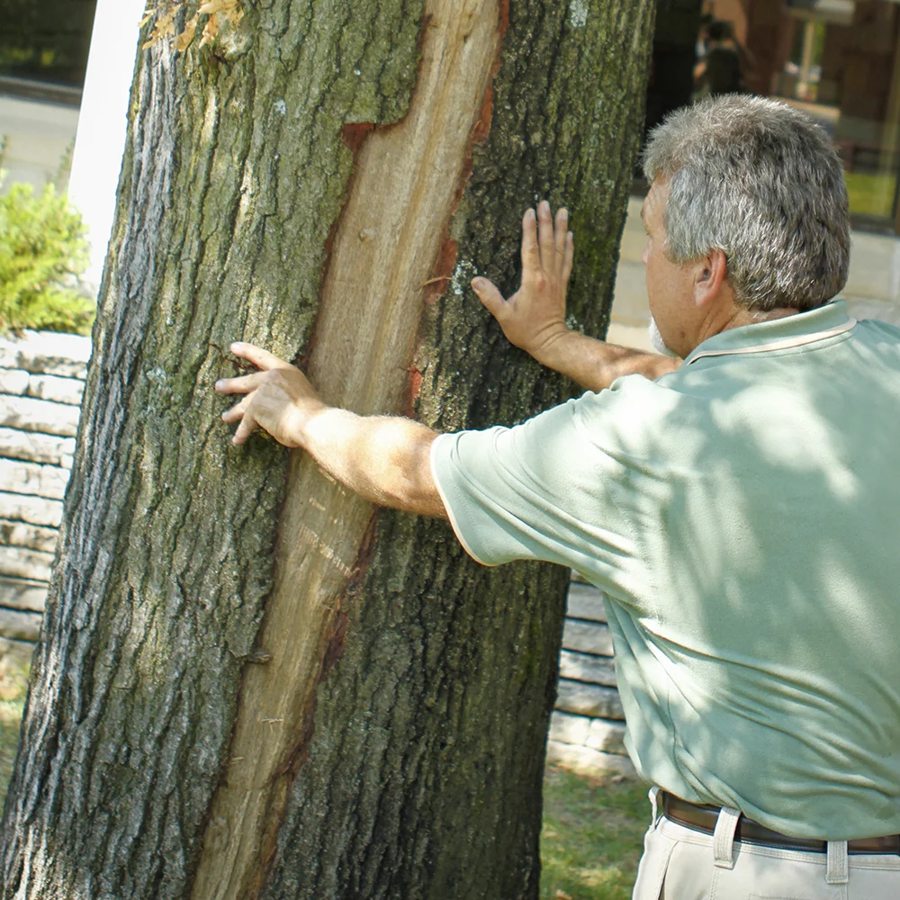 Tree Inventories/Evaluations