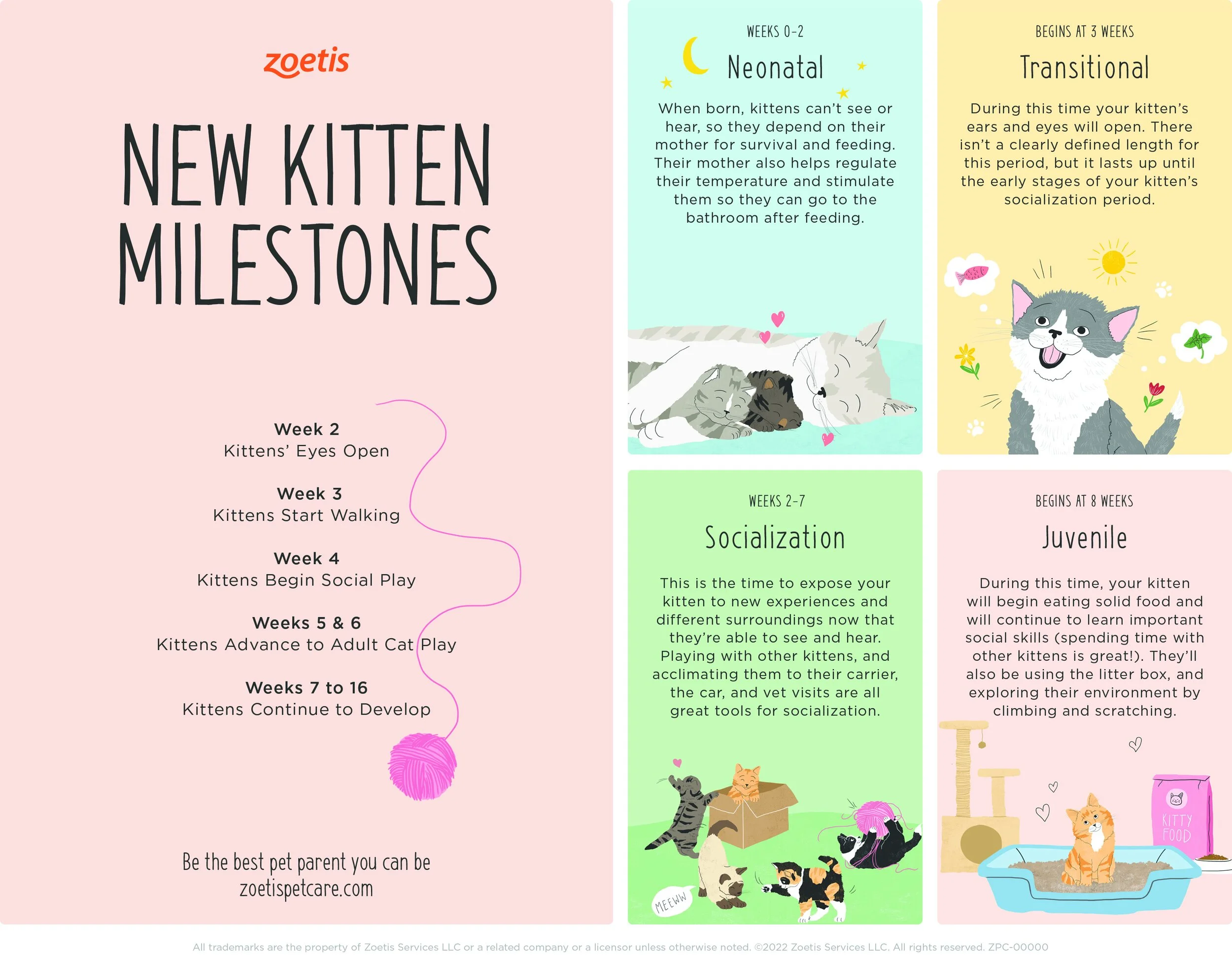 MK Zoetis Petcare_Kitten Life Stage Guide-2 copy.jpg