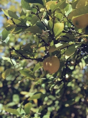 &nbsp; &nbsp; &nbsp; &nbsp; &nbsp; &nbsp; &nbsp; &nbsp; &nbsp;Mosquitoes hate lemons!