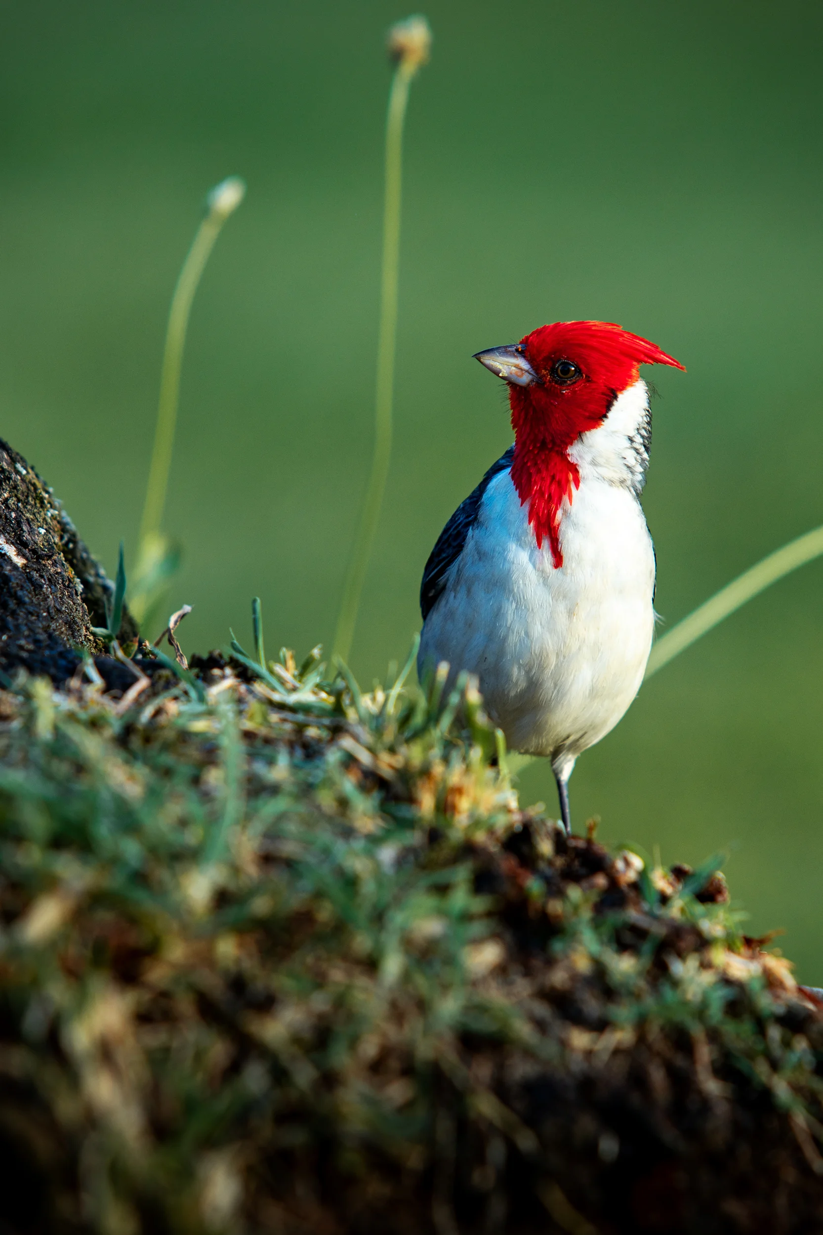 Sniped a shot of one of these vibrant little guys