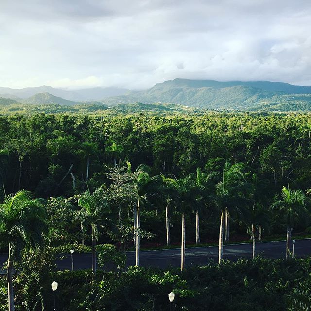 El Yunque Rainforest #greenskybookkeeping #bookkeeping #brooklynbusiness #workanywhere #accounting