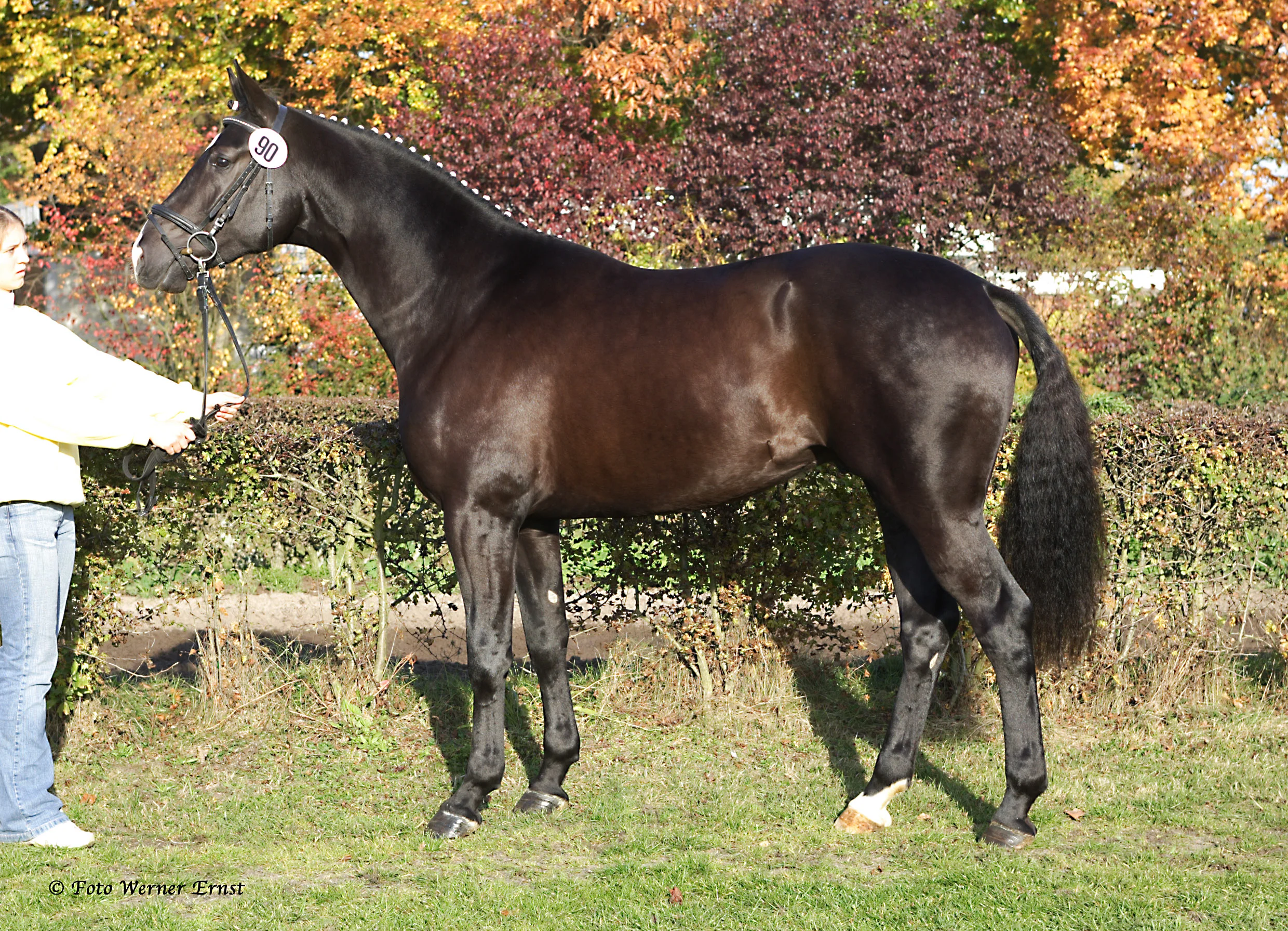 16.2h Black Elite Hanoverian Stallion Approved by: VhW & AHS