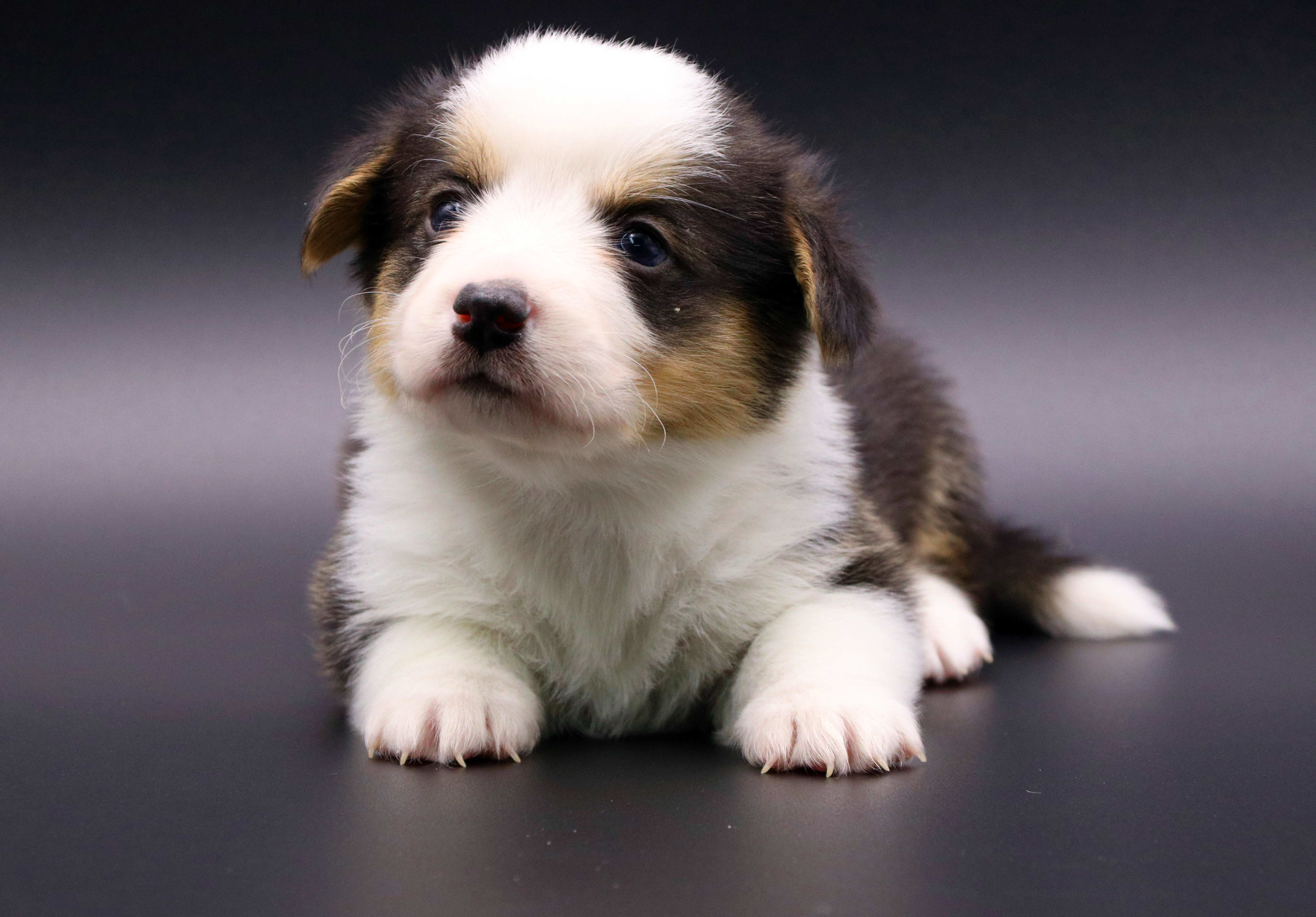  Tri-color Male. Standard Coat 