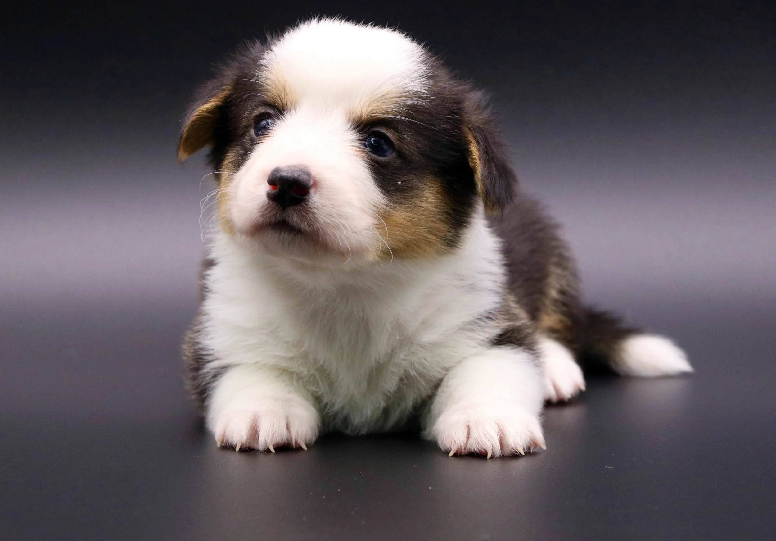 Tri-color Male. Standard Coat