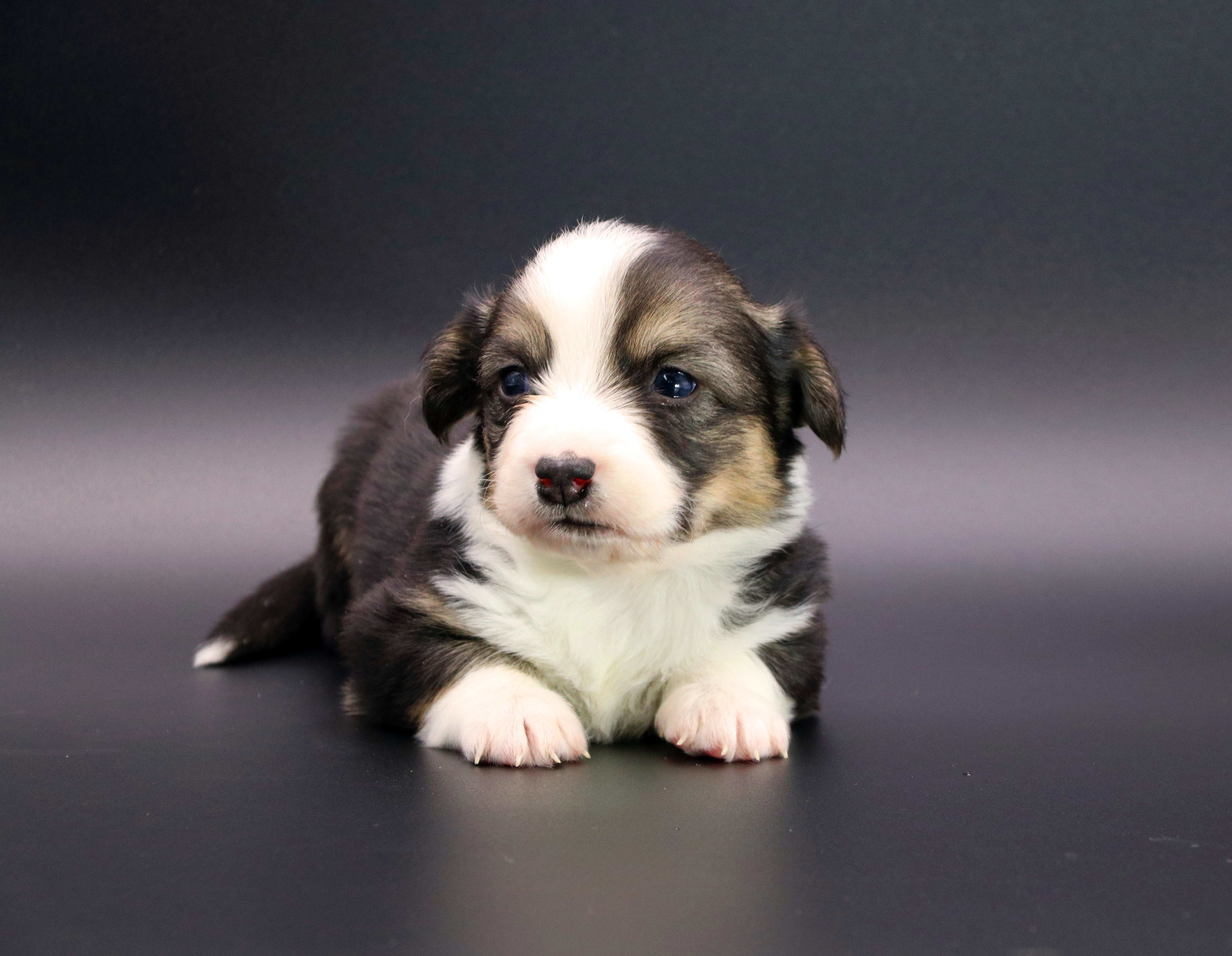  Tri-color male. Fluffy 