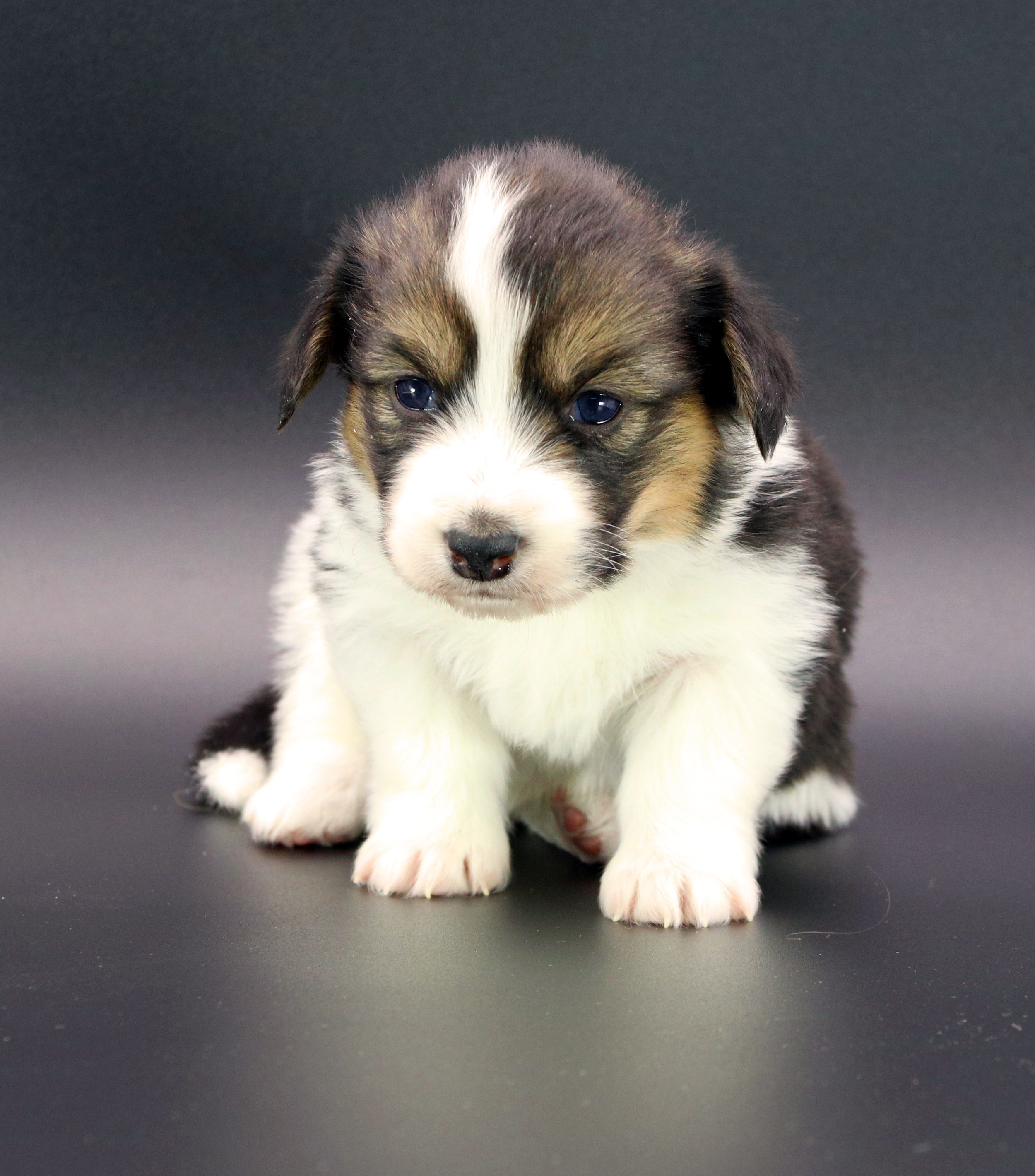  Tri-color Female. Fluffy 