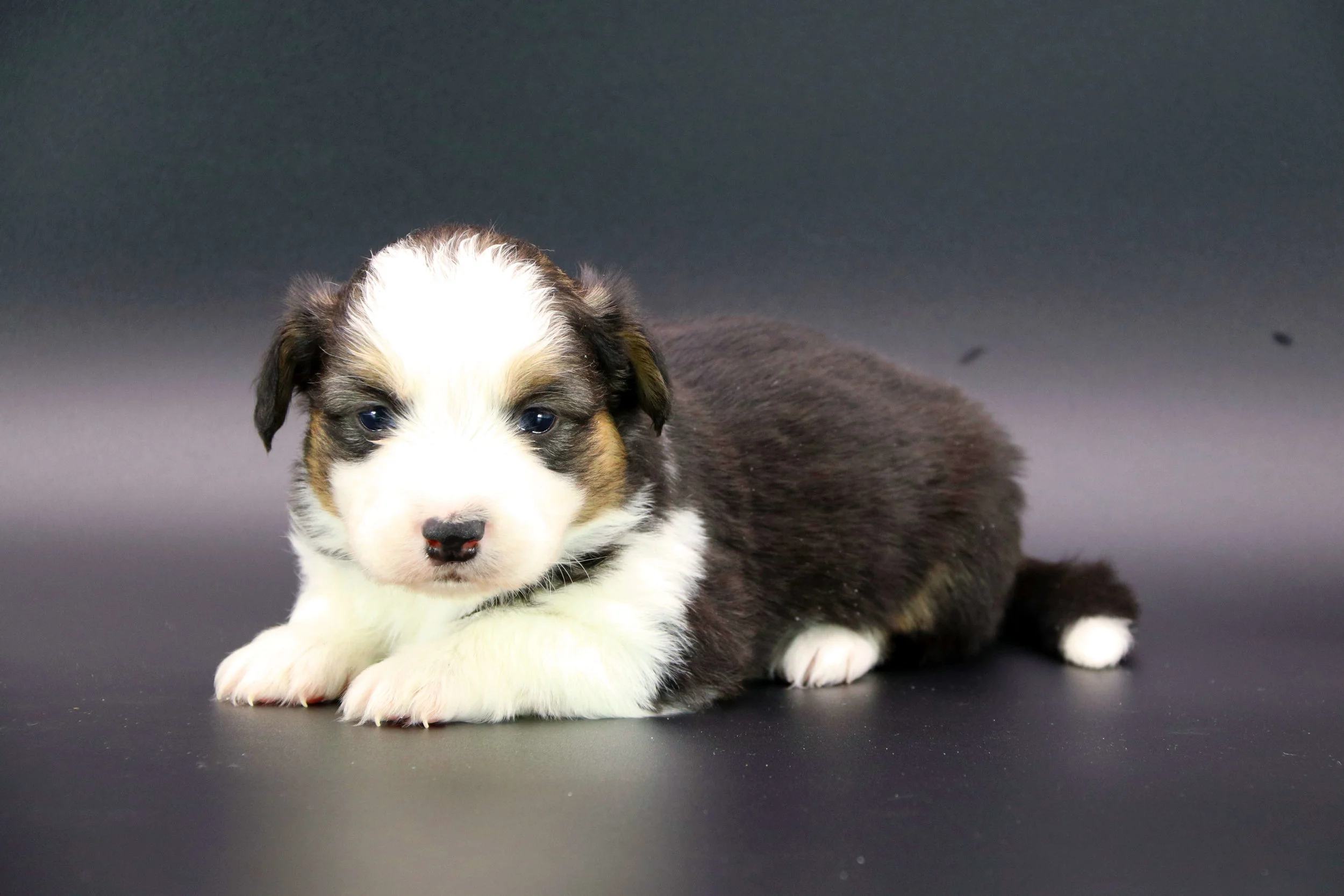 Tri-color Male. Fluffy