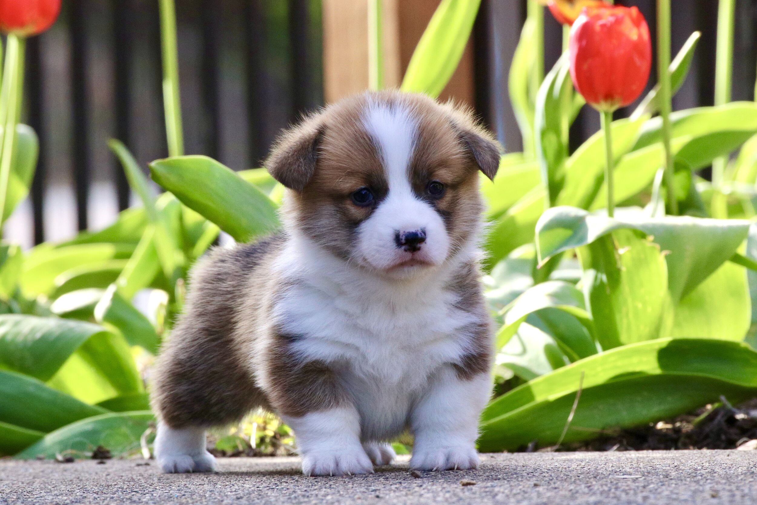 Red Merle Male Front 2.jpg