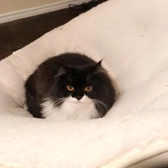 Percy.jpg