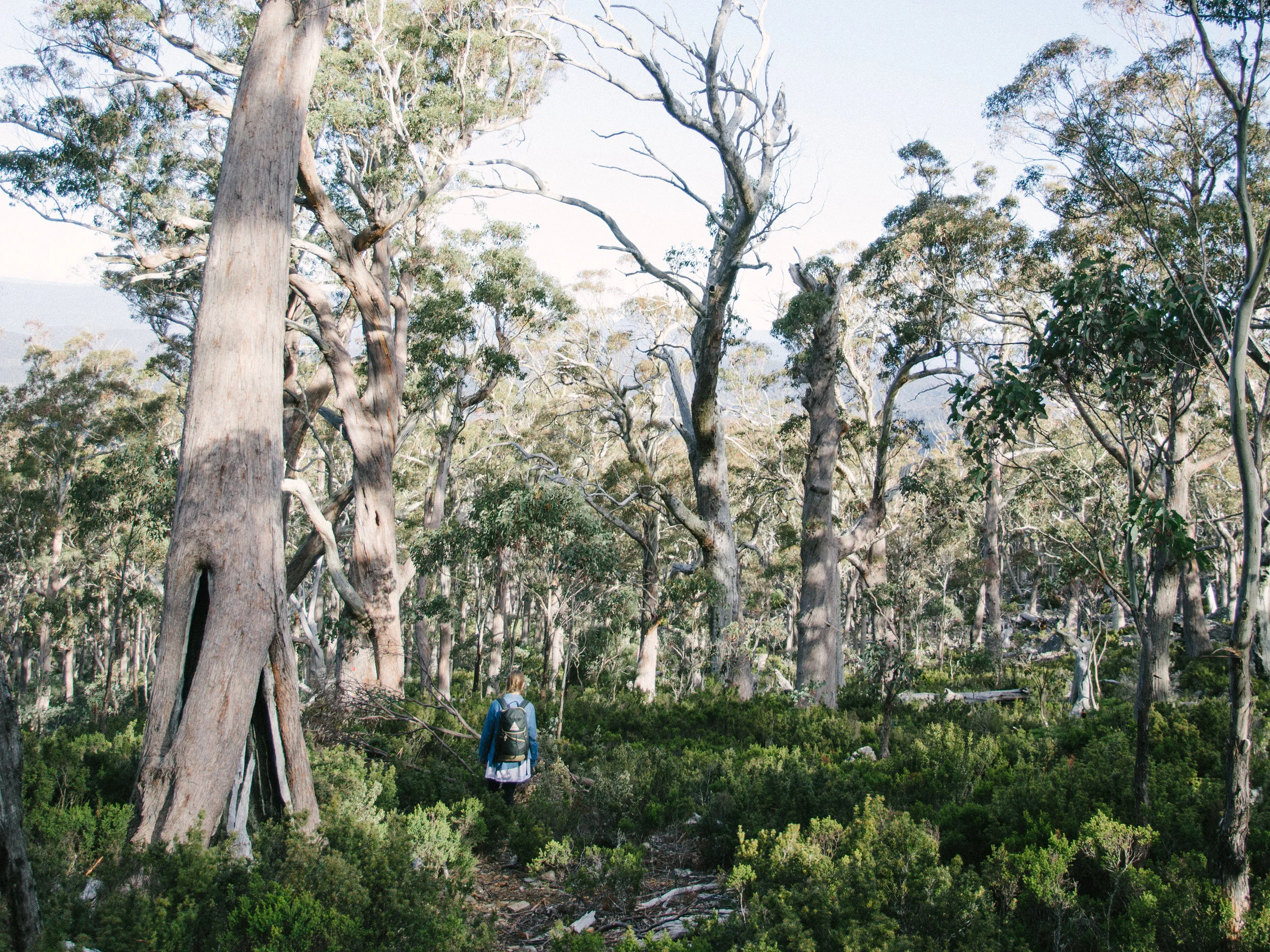 Forest-4.jpg