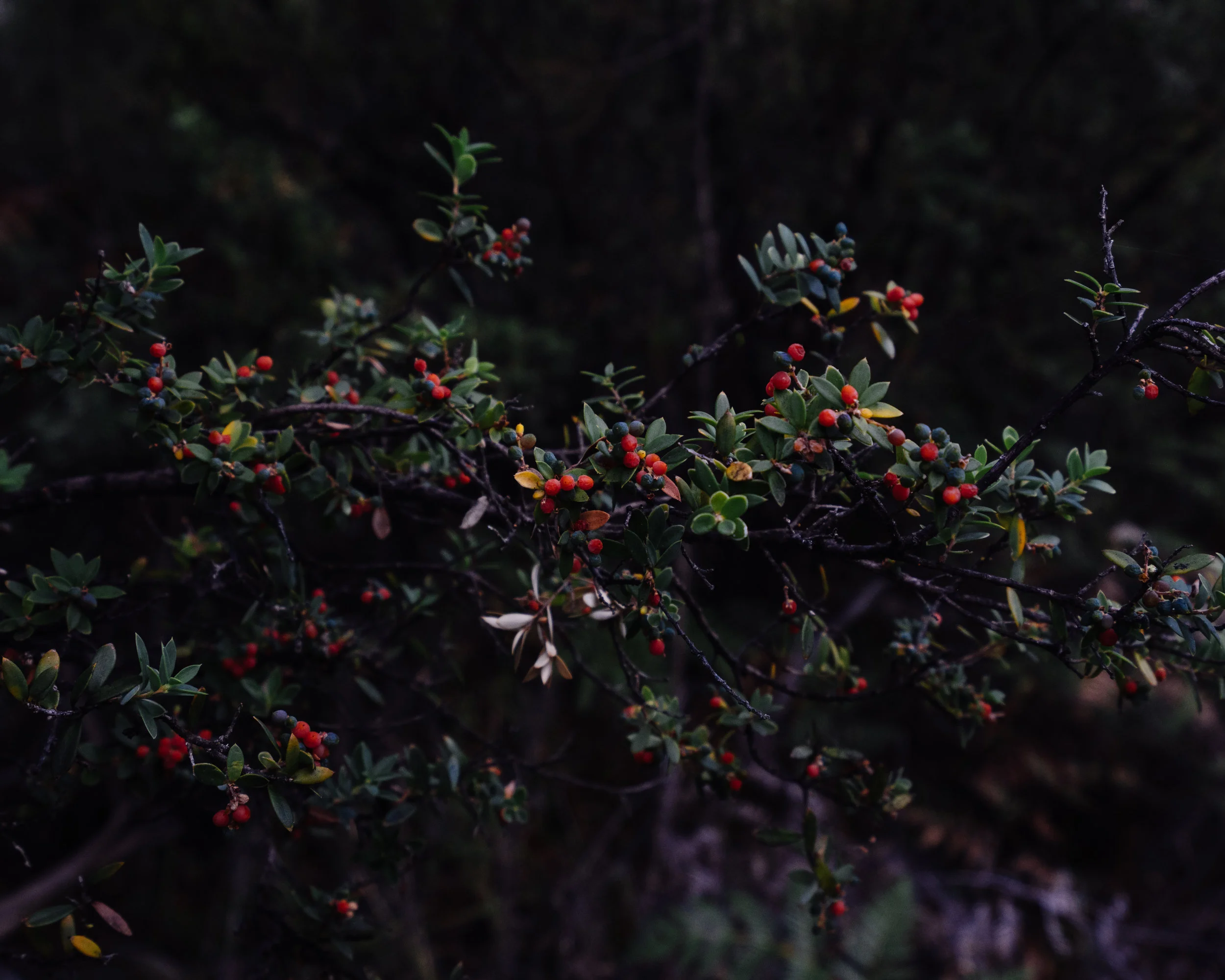 Freycinet Circuit-1.jpg