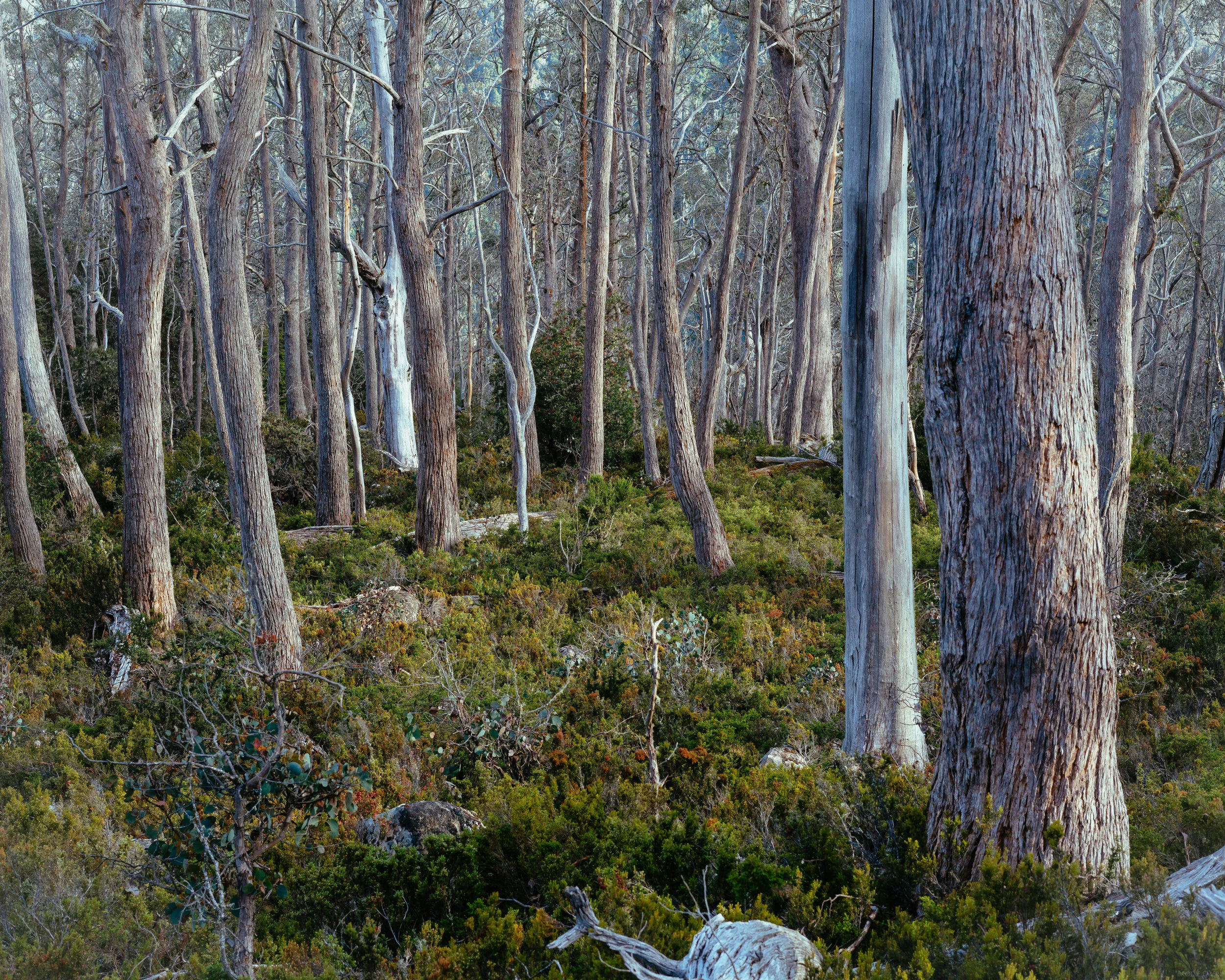 Walls of Jerusalem Forest-1.jpg
