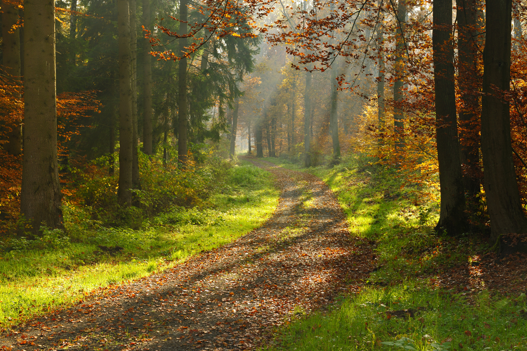 Nature_ReduceStrss_Blog.jpg