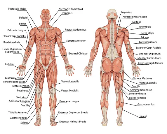 Embodied Anatomy and Physiology I--Musculoskeletal System (Asheville, NC) with Jessica Mark and Bob Lehnberg