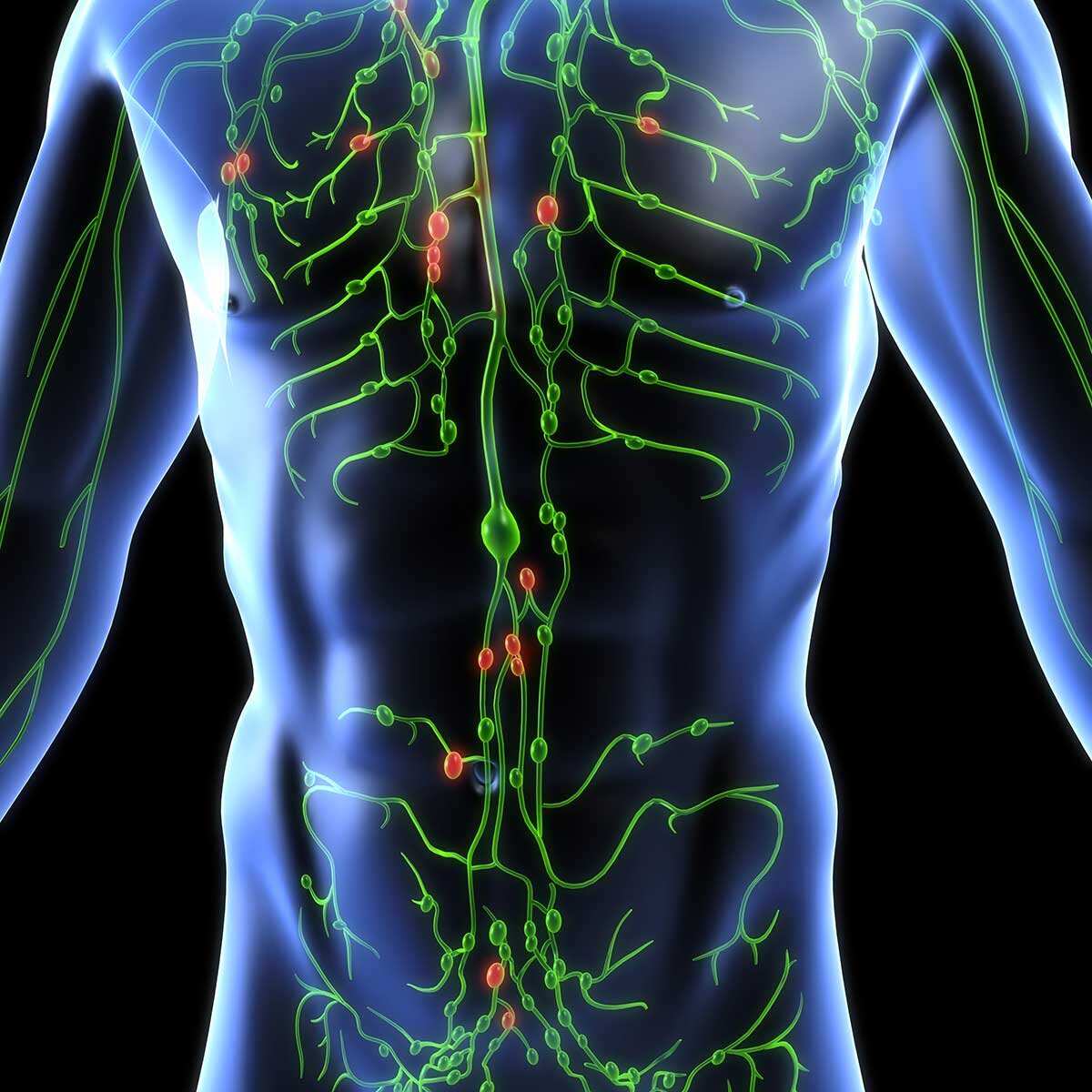 Chapman's Neurolymphatic Reflexes with Ursula Hofer and Jessica Mark (Online)