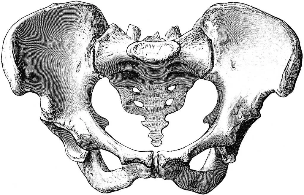 Phase 4 Advanced Spine and Pelvis (IN PERSON) with Jessica Mark