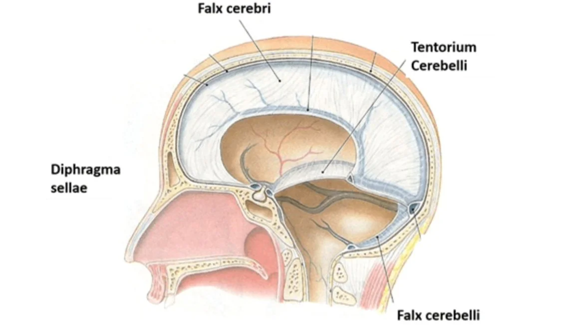 Cranial / Central Nervous System Anatomy (Online) w/ Ursula Hofer