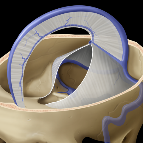 Cranial and Central Nervous System Anatomy w/ Ursula Hofer (Online)