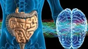 ONLINE Study Group: The Enteric Nervous System