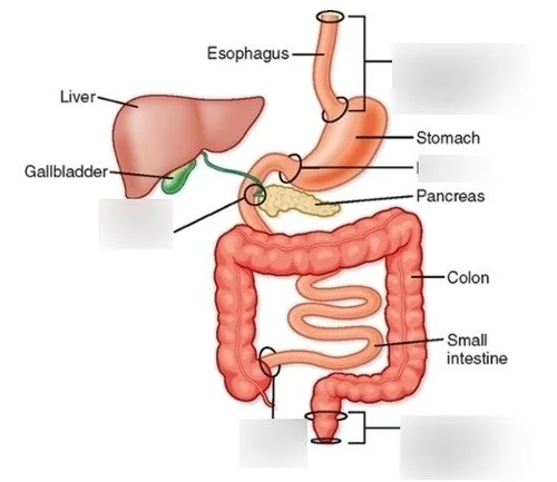 digestivesphincters.jpg
