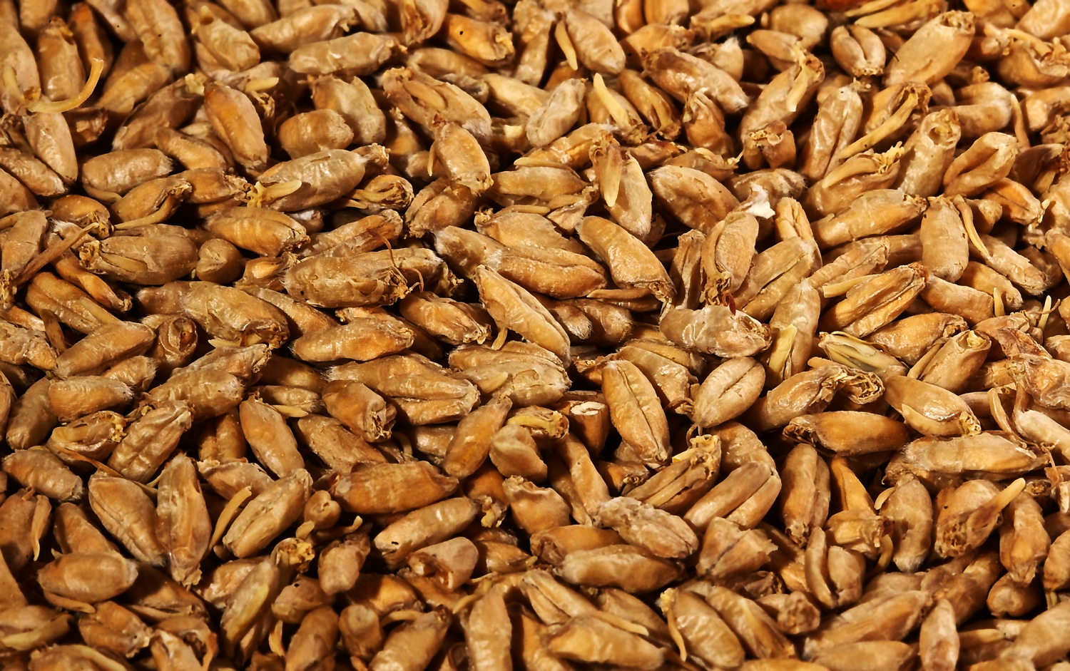 Malted Triticale. Isn't it lovely?