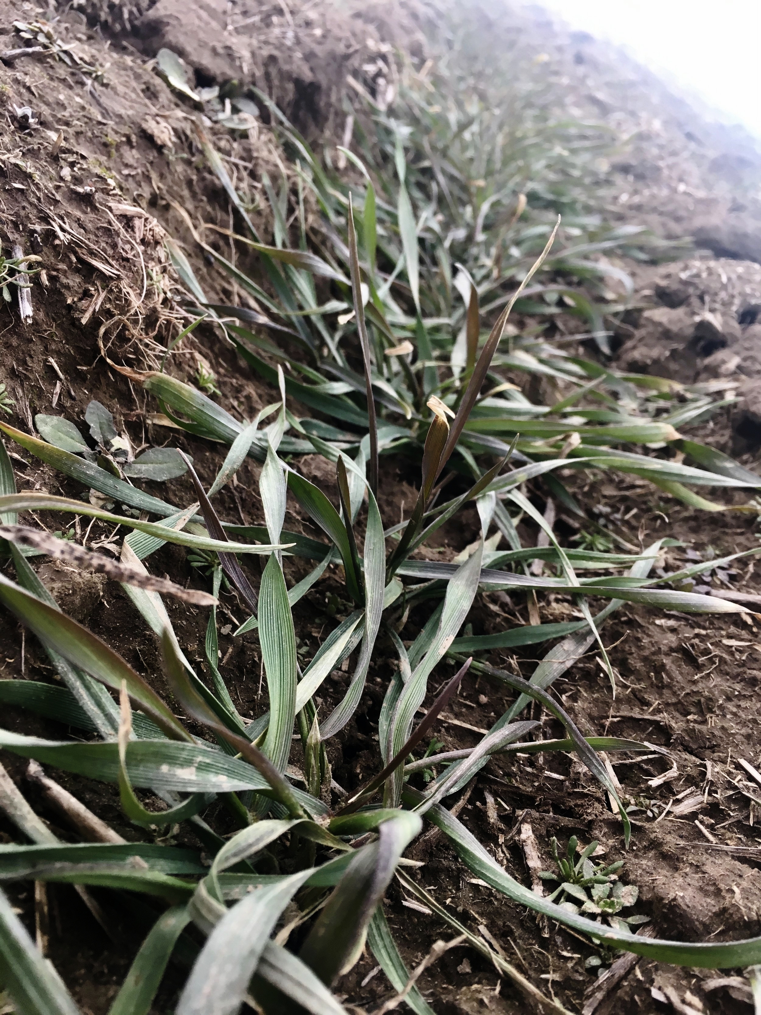 This picture was taken on March 4, 2017. The triticale is gearing up take off this spring. By harvest time in July, it will have grown almost four feet tall. 