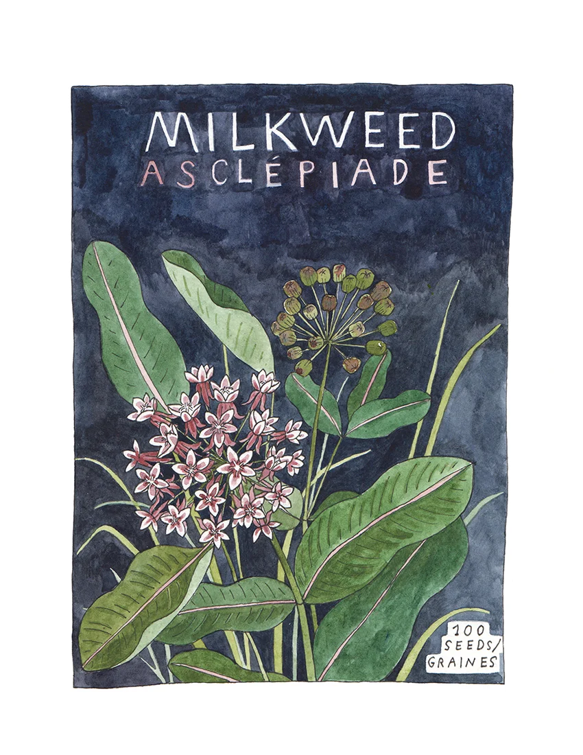 Milkweed-100.jpg