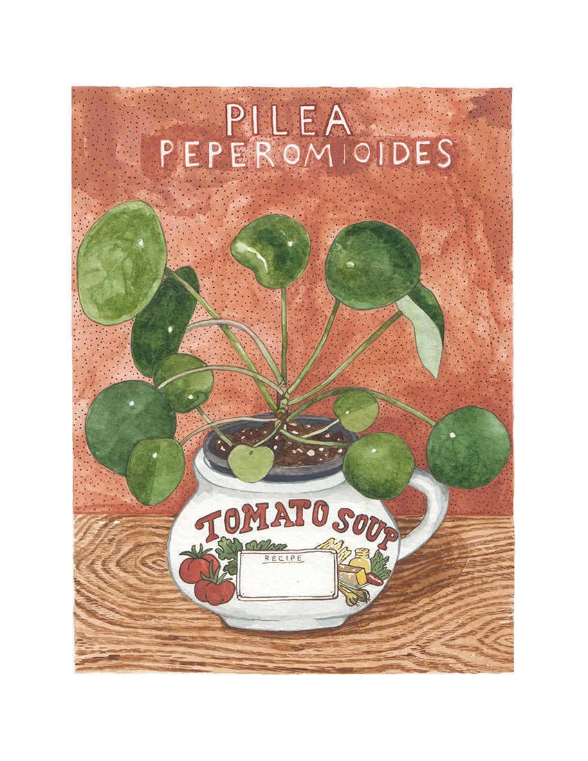 Pilea-100.jpg